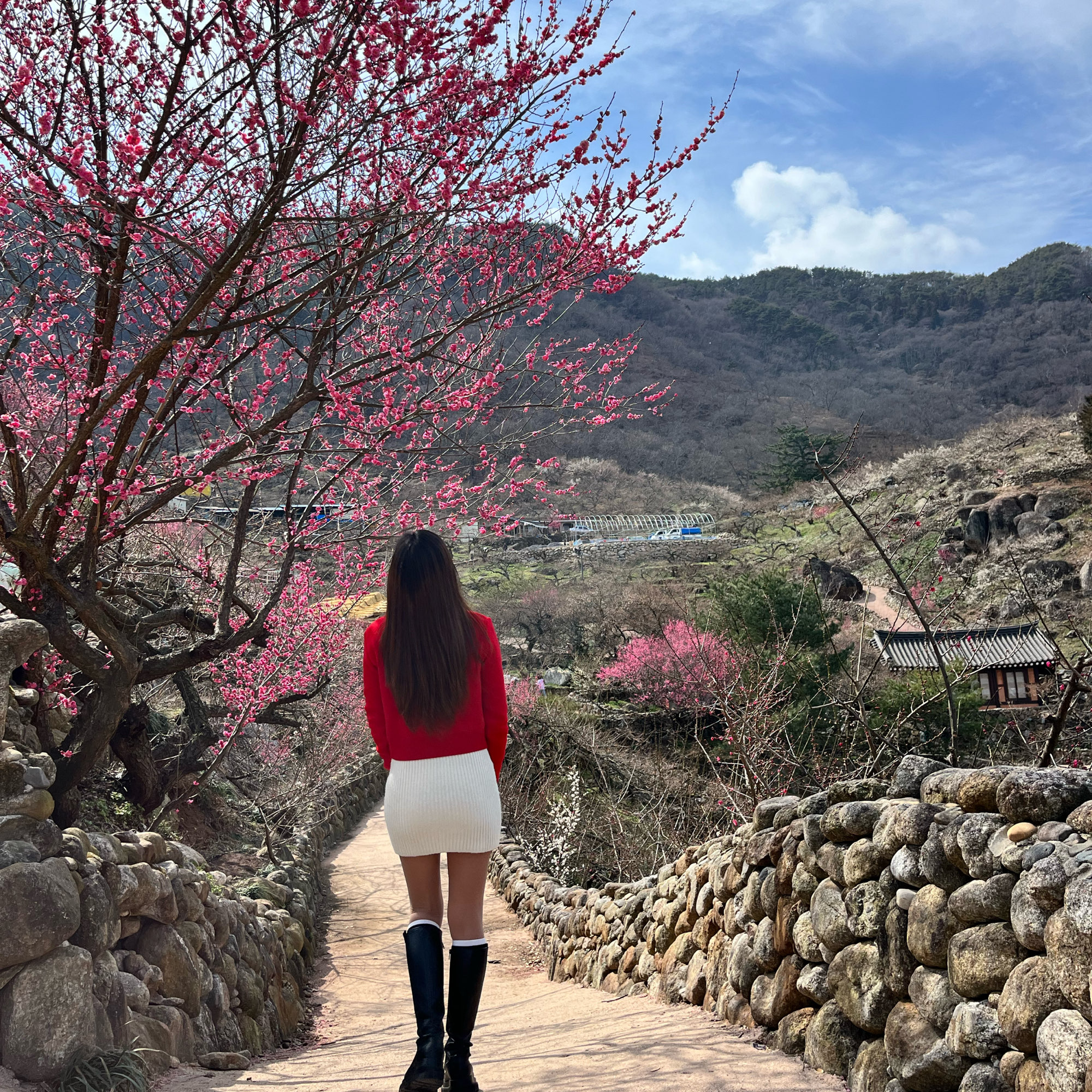 国内春季旅行第一名的光阳梅花村