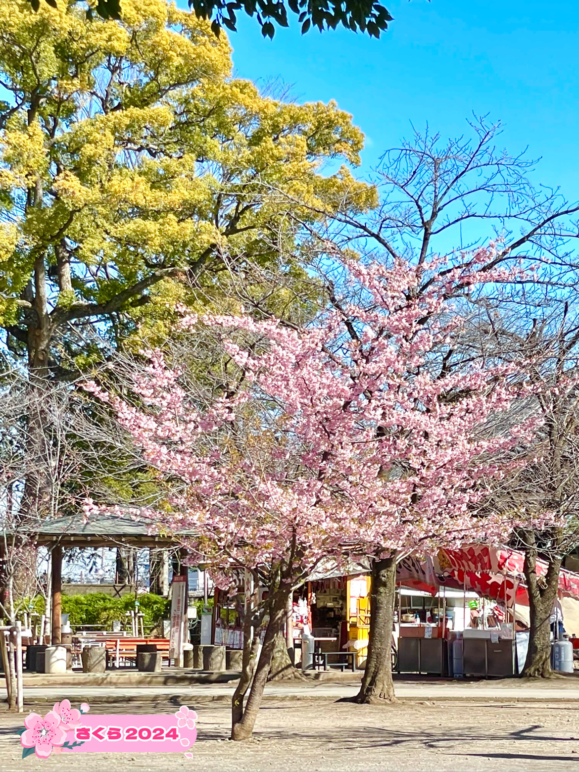 【喜多院/埼玉县】与德川家有关的寺院,早点去赏樱