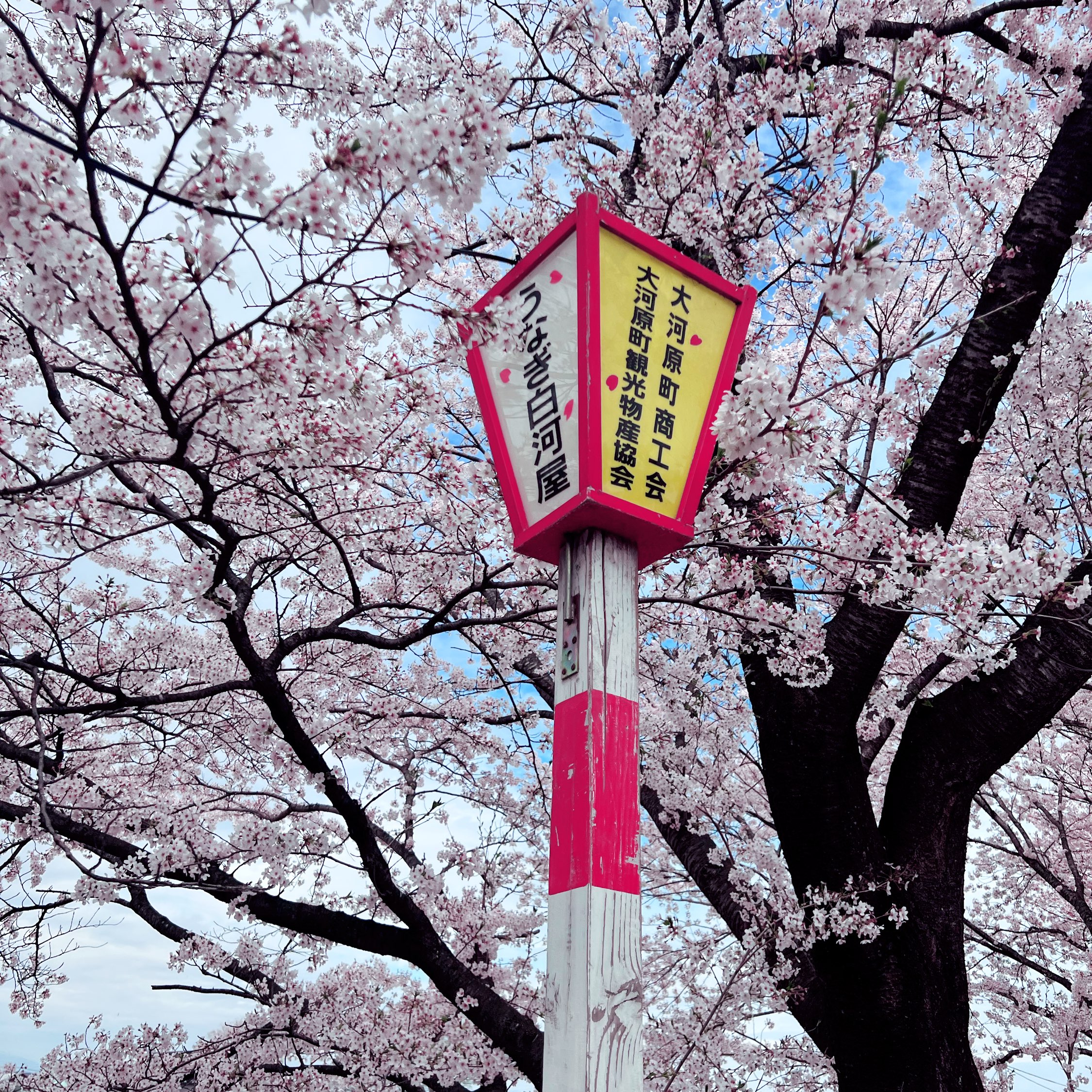 [日本东北]仙台赏樱🌸美丽的一目千本樱