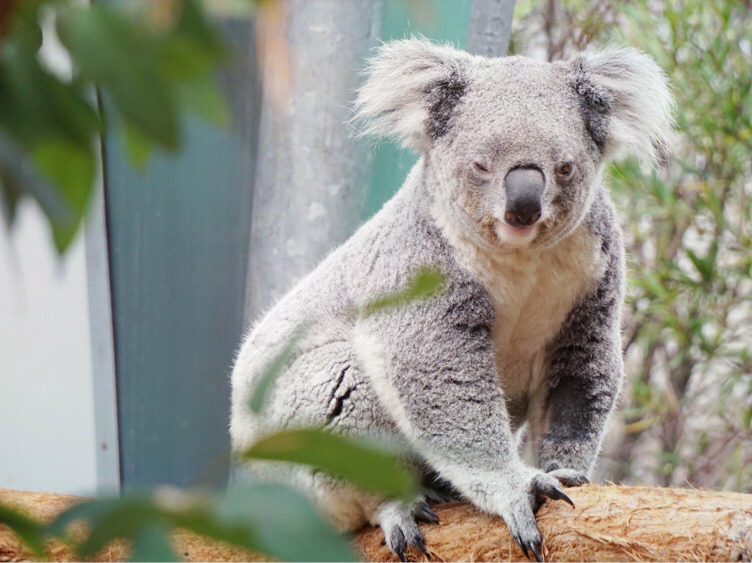 🦒悉尼塔龙加动物园：动物零距离，交通极便利🦒