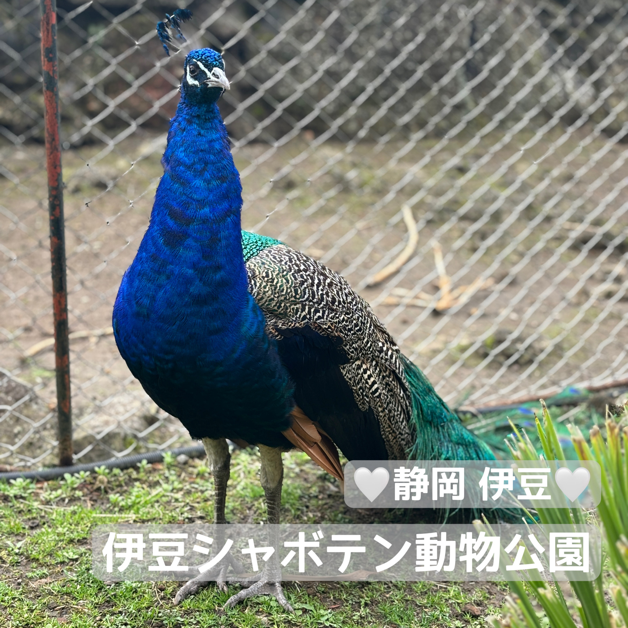 【推荐约会】静冈伊豆 伊豆仙人掌动物园 可爱的动物和多肉植物可以零距离接触