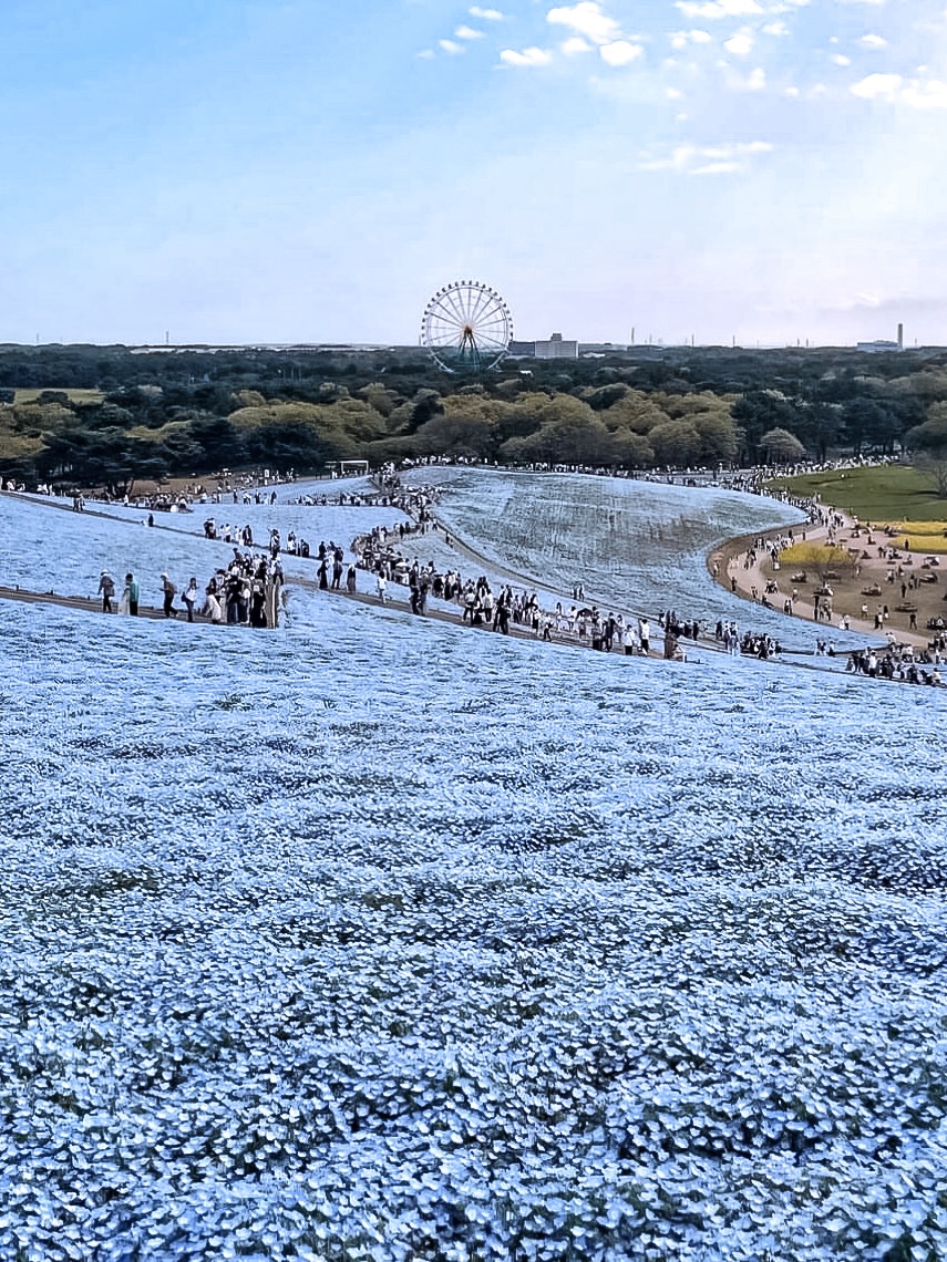 日本必打卡粉蝶花花海进国营常陆海滨公园🌿