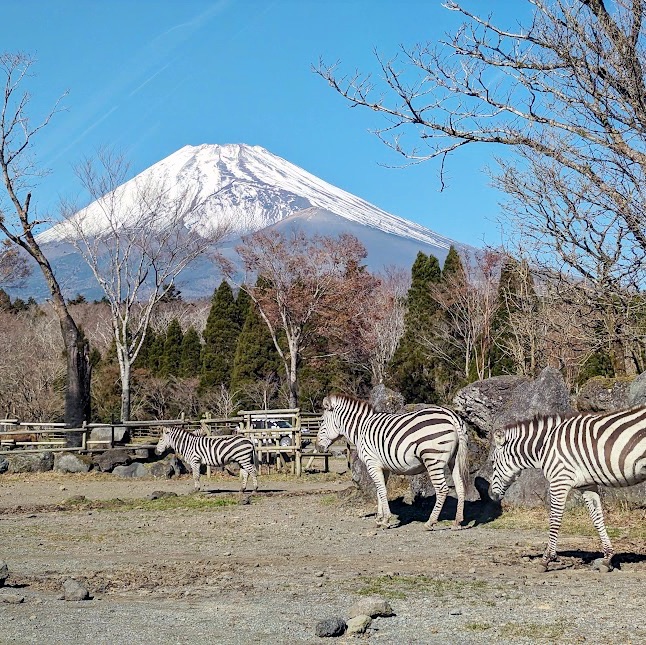 富士野生动物园的精彩和乐趣