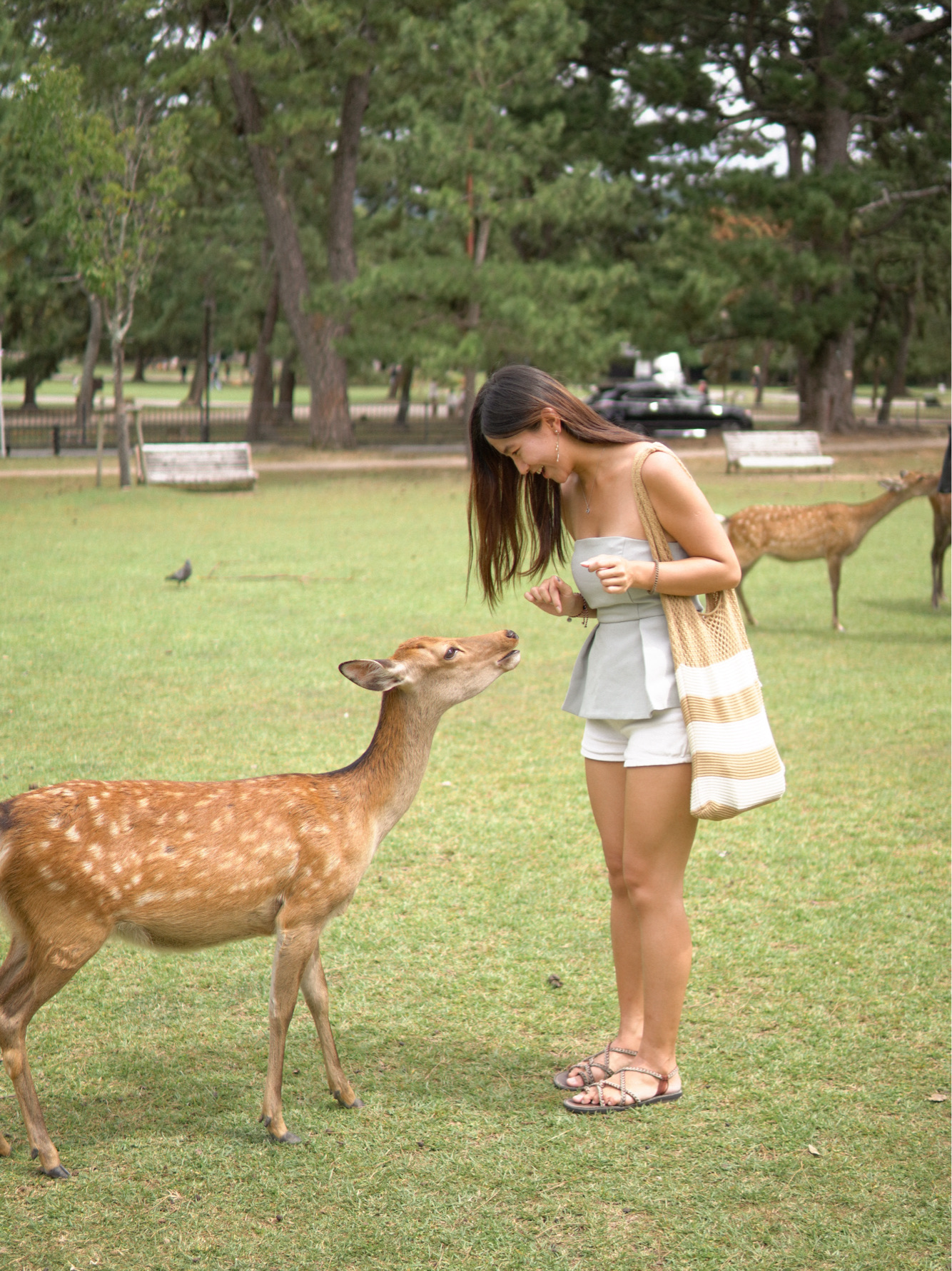 奈良 | 必去奈良公园 喂可爱小鹿🦌