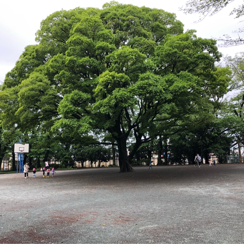 【这棵树是什么树】北野公园小手指