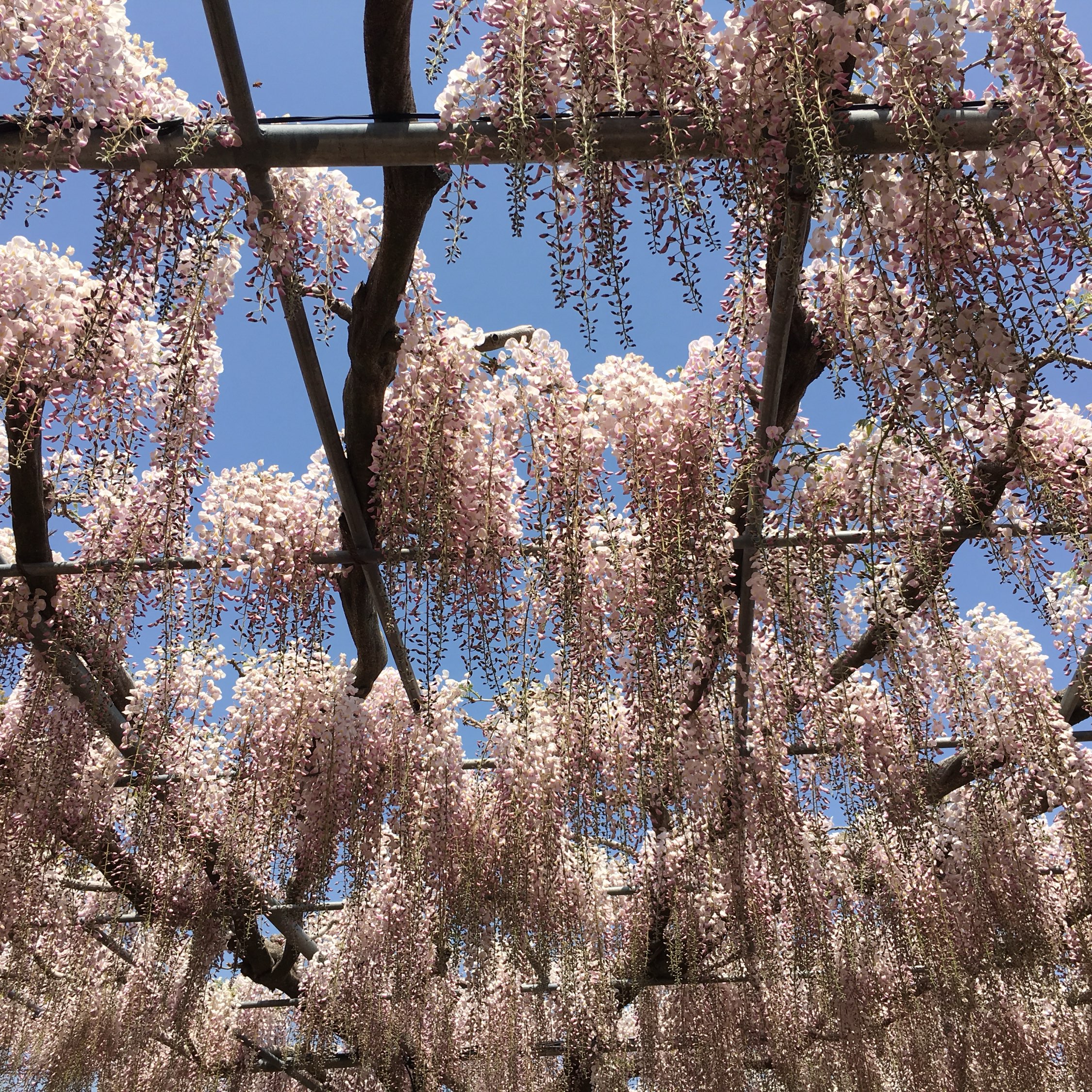 【足利花卉公园】紫藤花物语外,还有八大花季主题