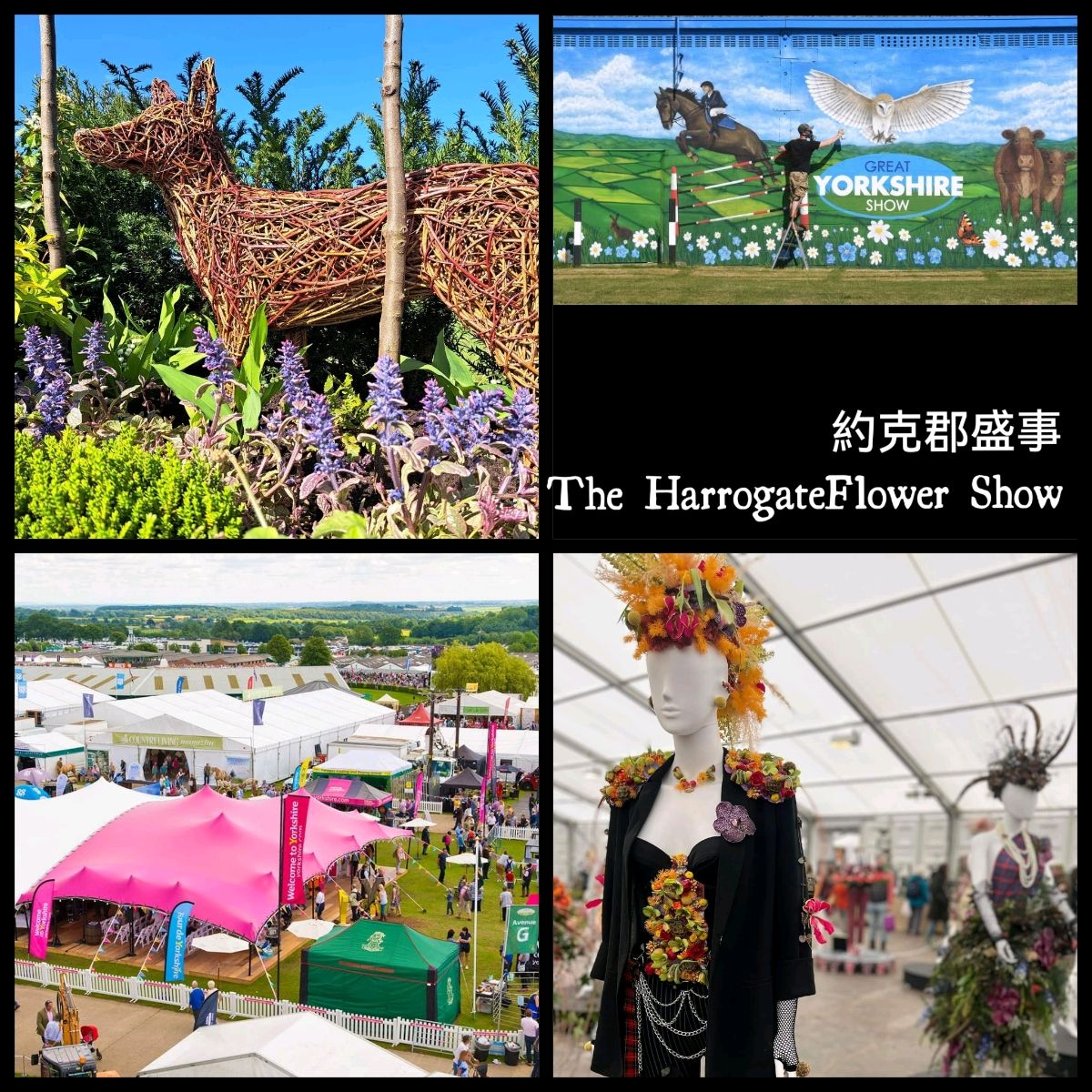 约克郡盛事～The Harrogate Flower Show