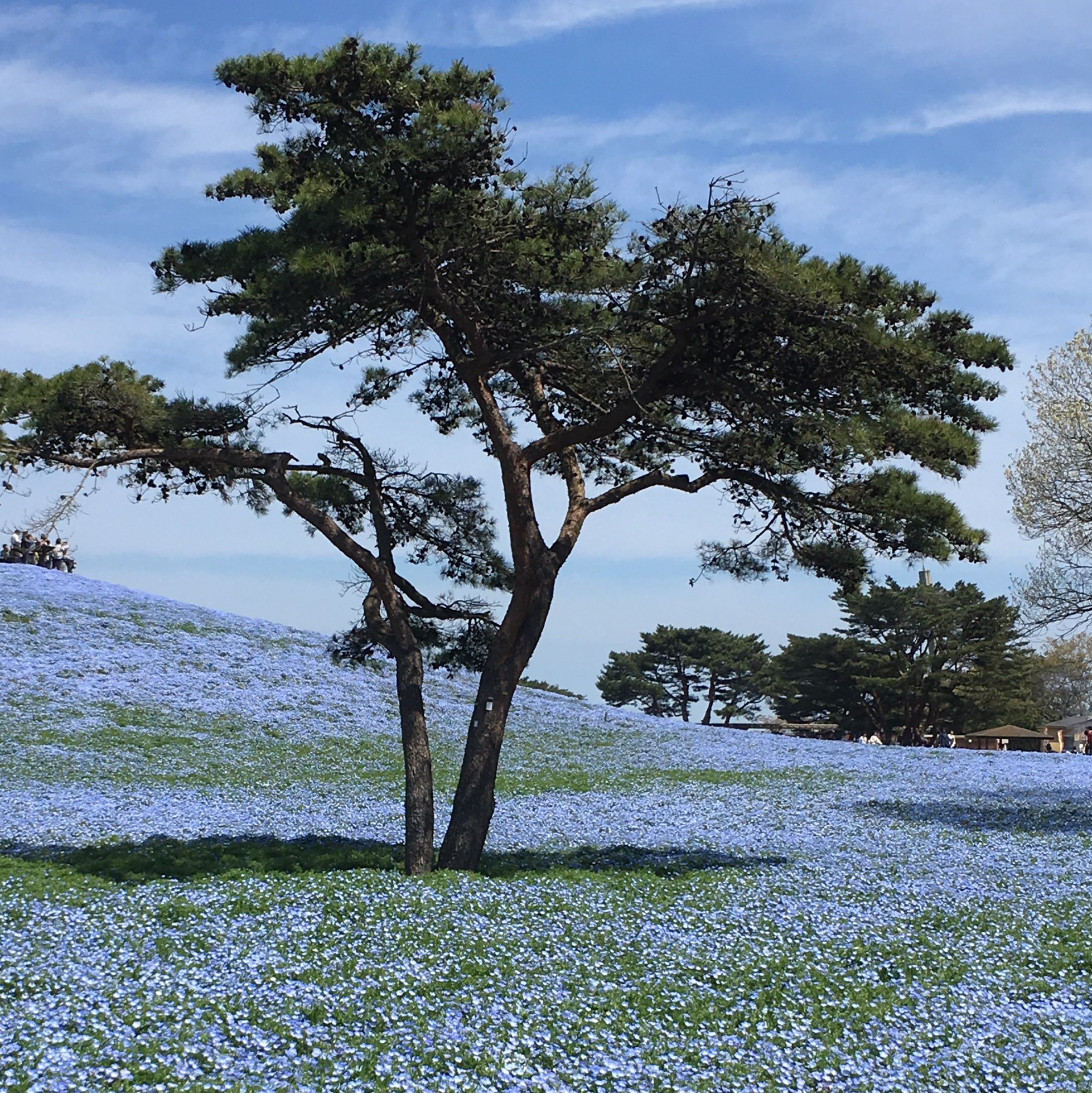 【国营日立海滨公园】蓝粉蝶的梦幻山丘📷🦋