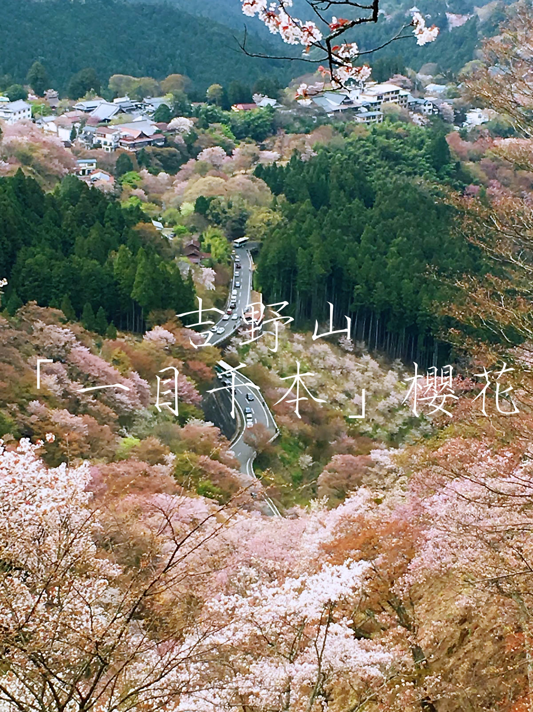 真的被吉野山的一目千本🌸樱花惊艳到！