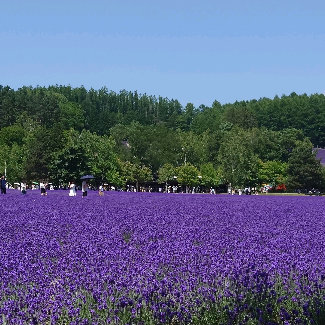 北海道富良野薰衣草园。打卡必去景点