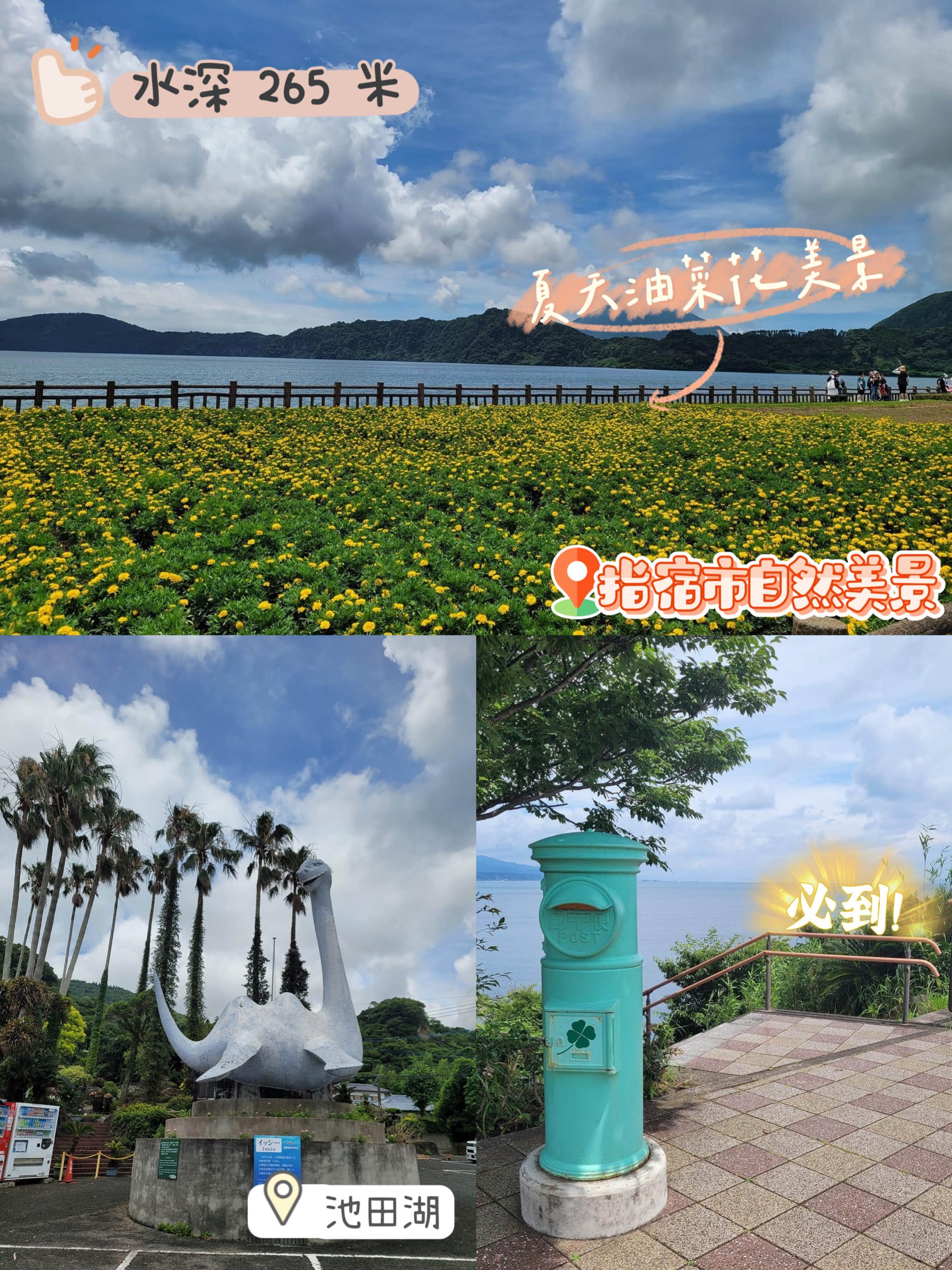 九州池田湖❤️夏天特有油菜花‼️打卡绝美之地