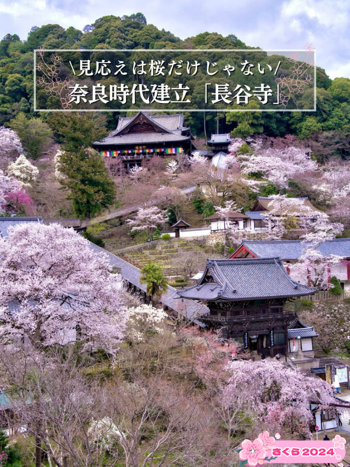 [奈良×樱花]介绍将广阔的区域染成粉红色的樱花景点🌸