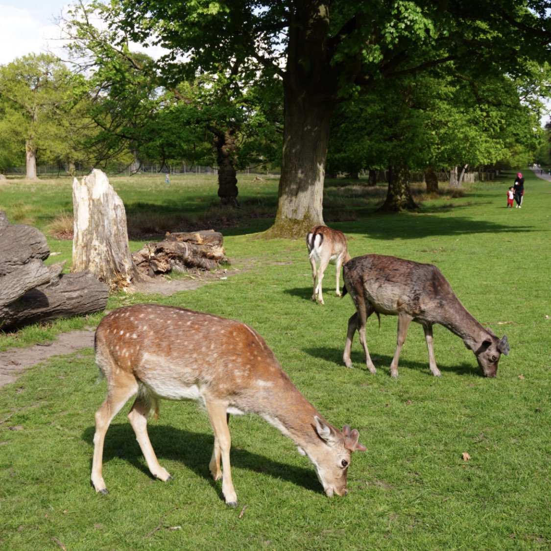 🇬🇧曼城周边鹿园 Dunham Massey