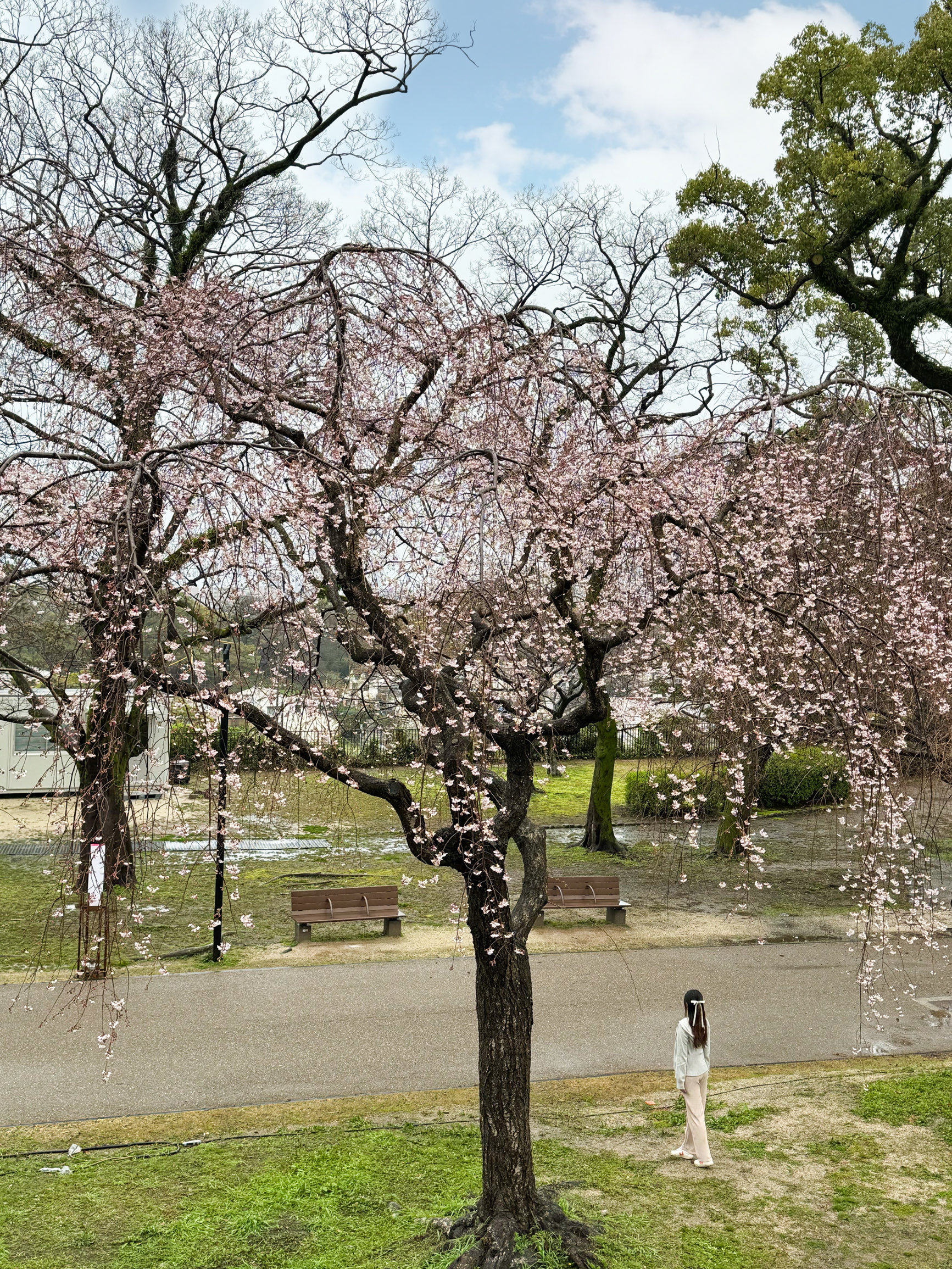 日本福冈景点｜市区赏樱之地必到公园🌸