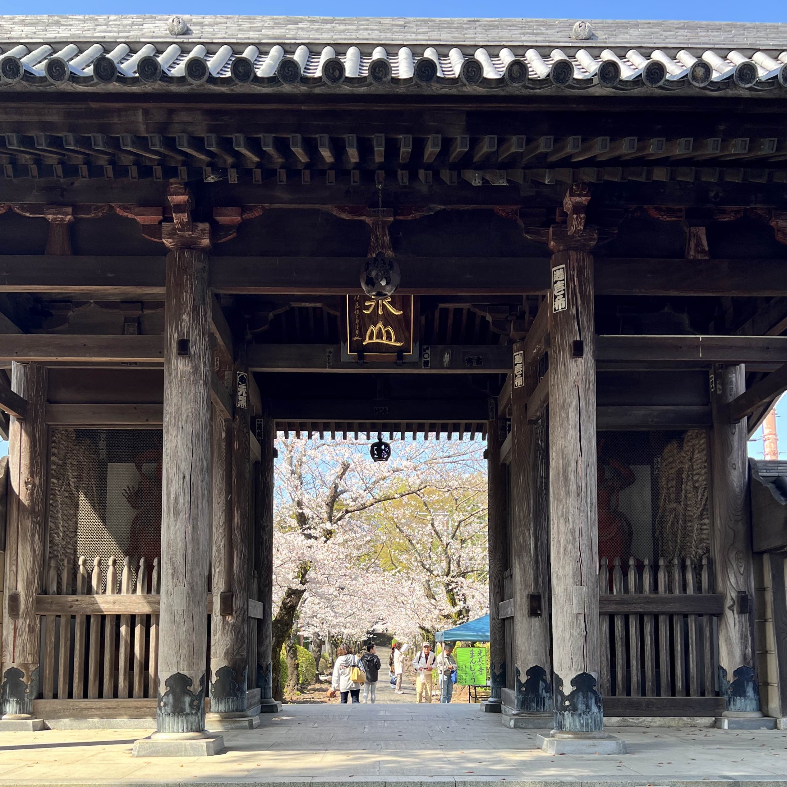 【静冈】樱花隧道美景的寺院