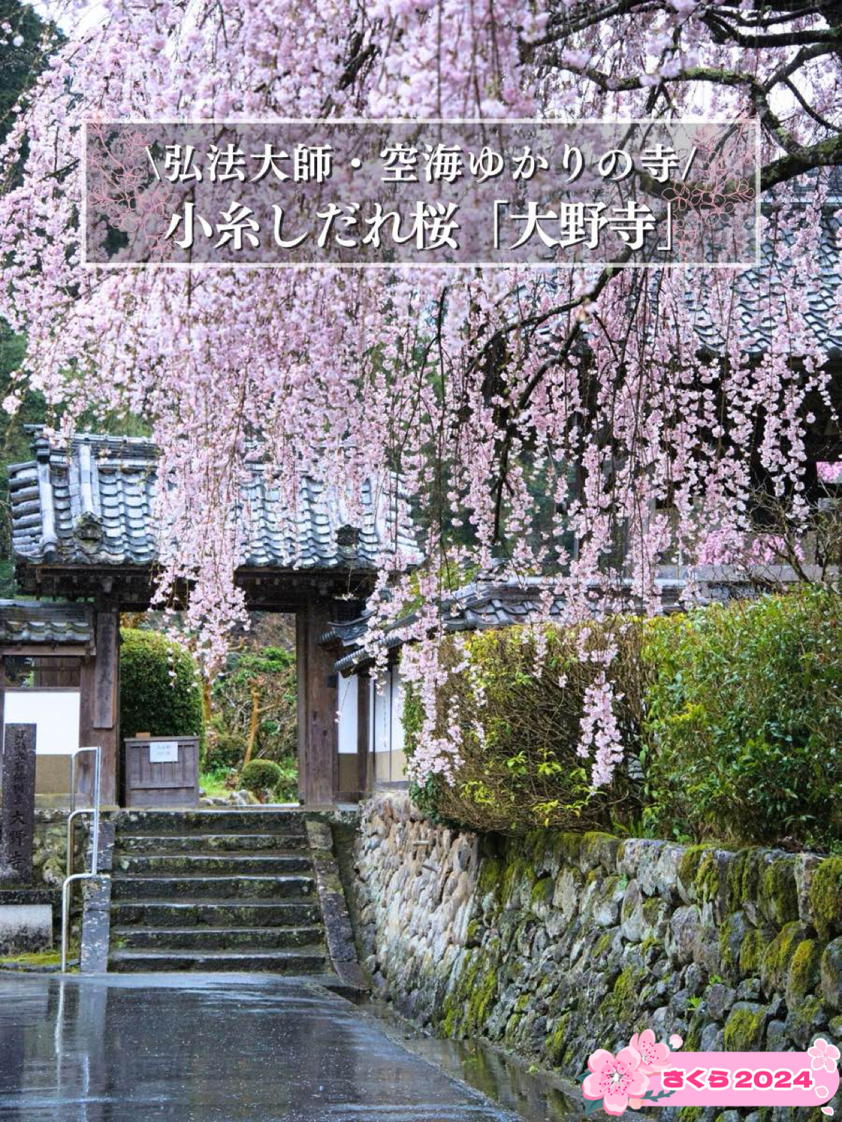 [奈良×樱花]鲜为人知的樱花景点,有两棵300年树龄的垂枝樱花,像雨水一样倾泻而下🌸