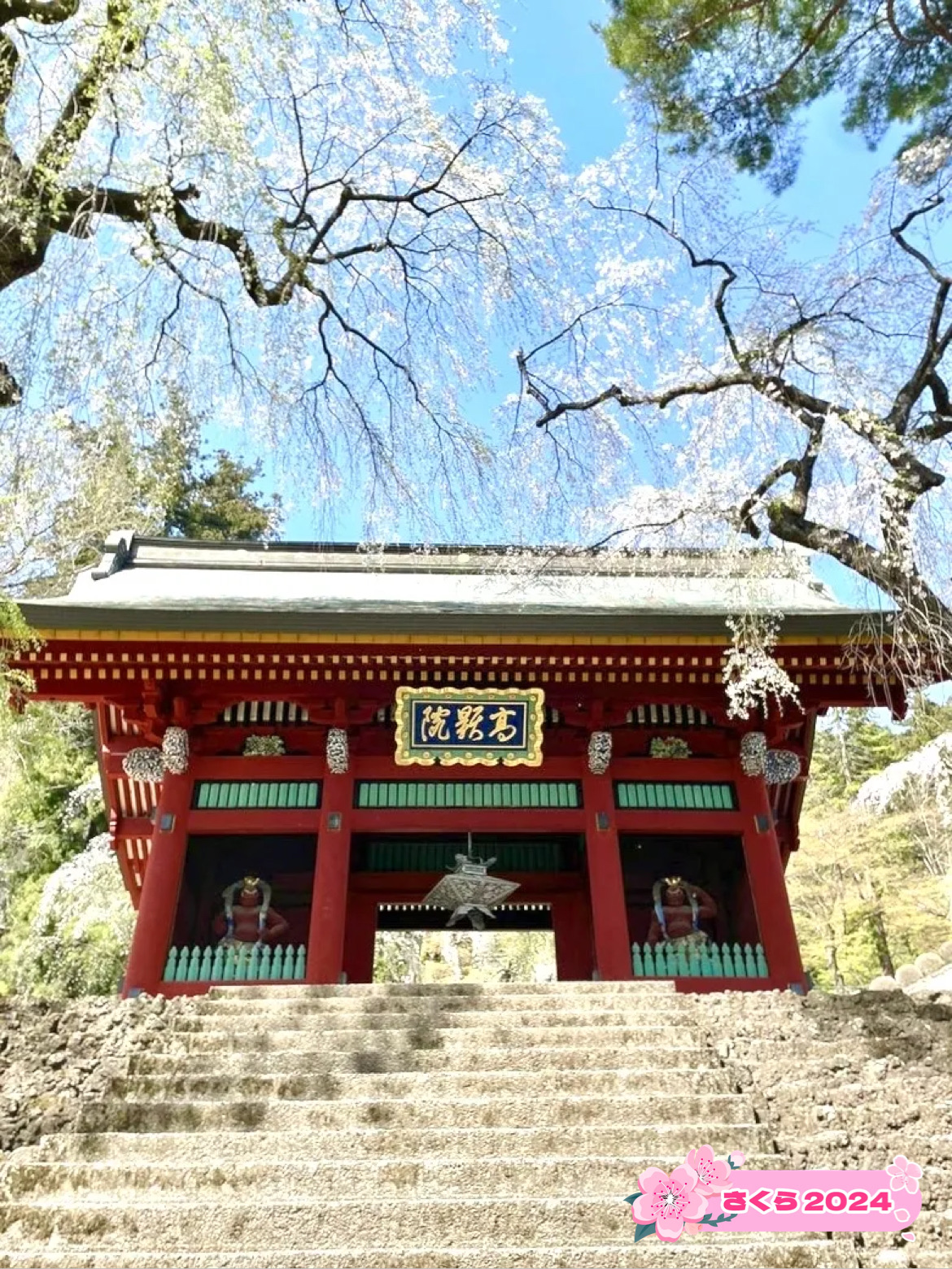 【妙义神社/群马县】穿过垂枝樱花的拱门!