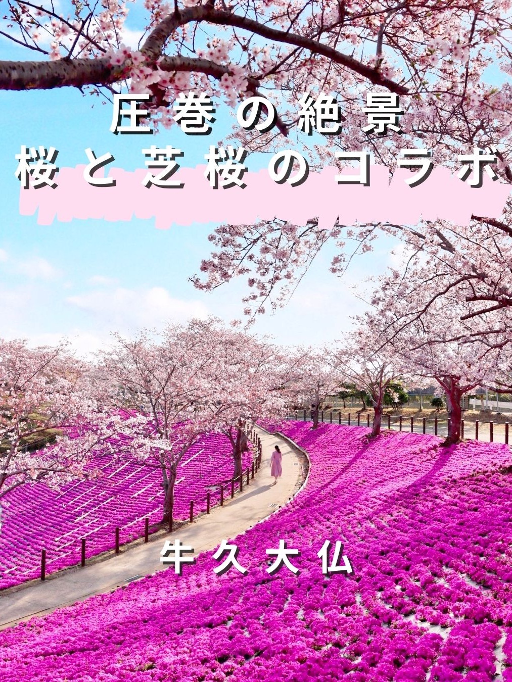 【茨城县】樱花与芝樱的合作景点