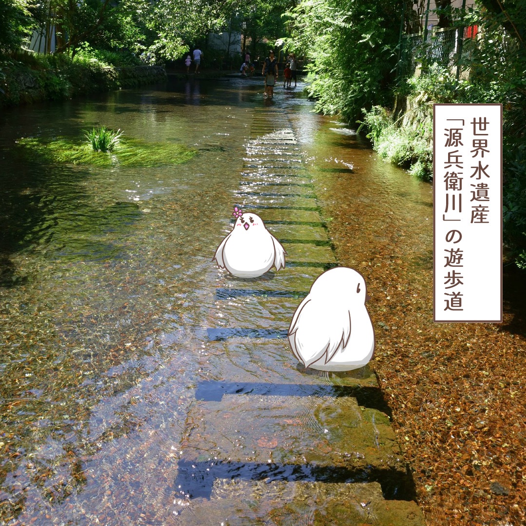 【静冈】世界水遗产「源兵卫川」散步