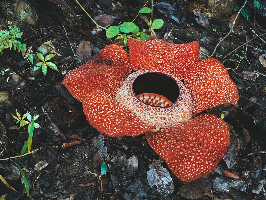 游大马🇲🇾沙巴睇大王花