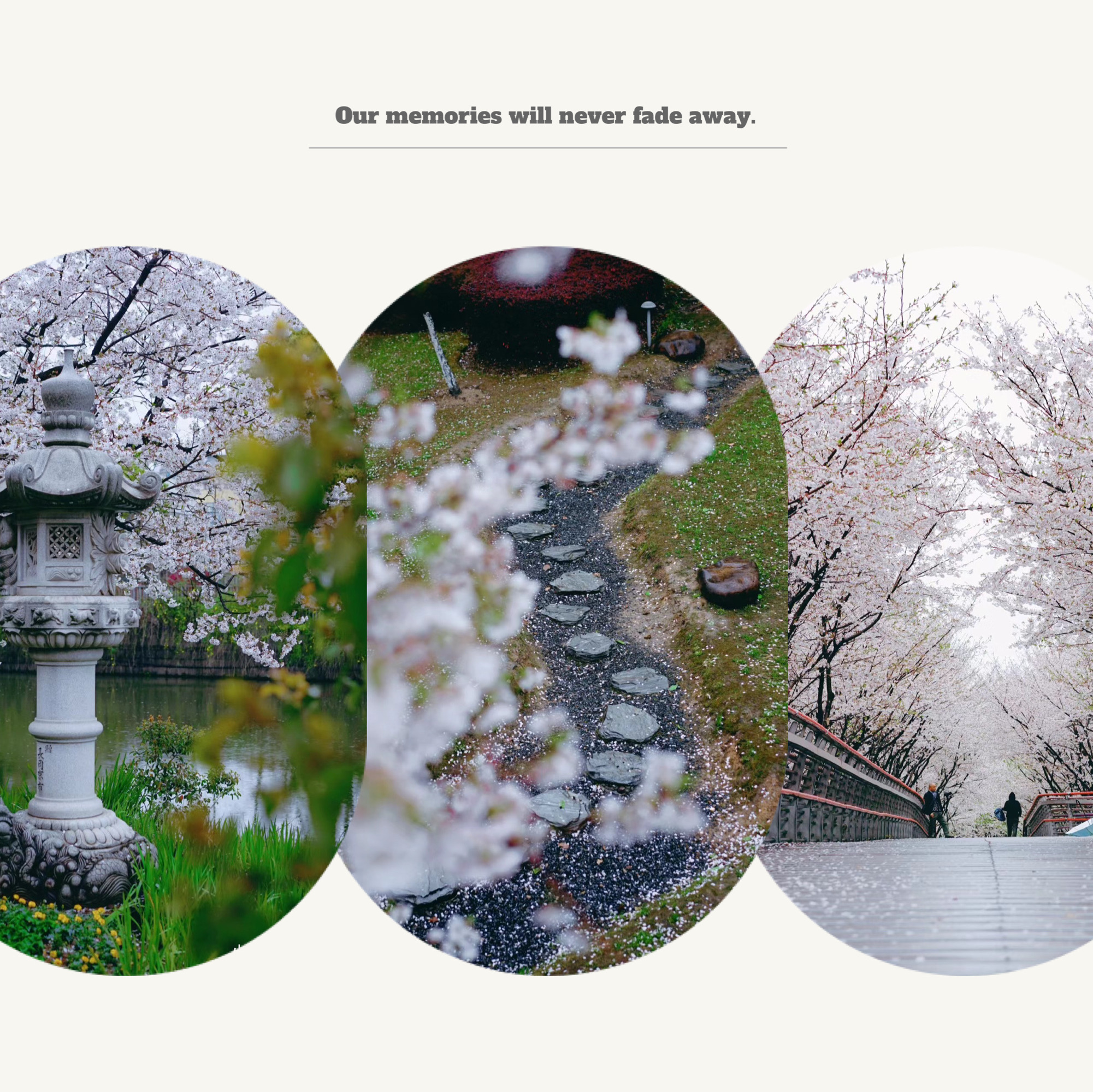 【大日阪公园】樱花盛放,极致浪漫