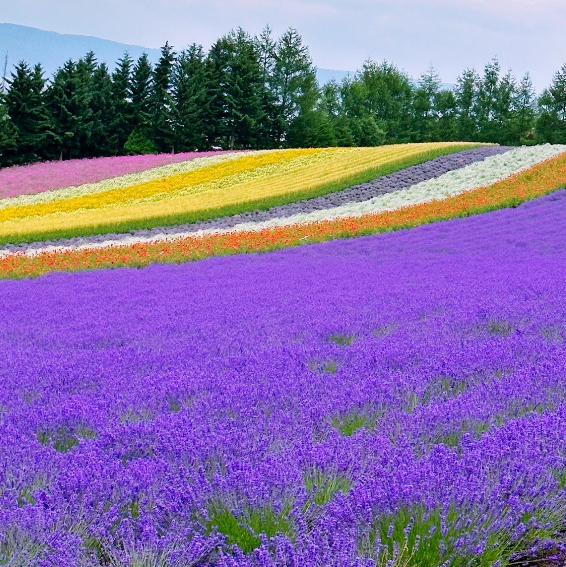 💜充满紫色的气味!北海道富田棕榈💜