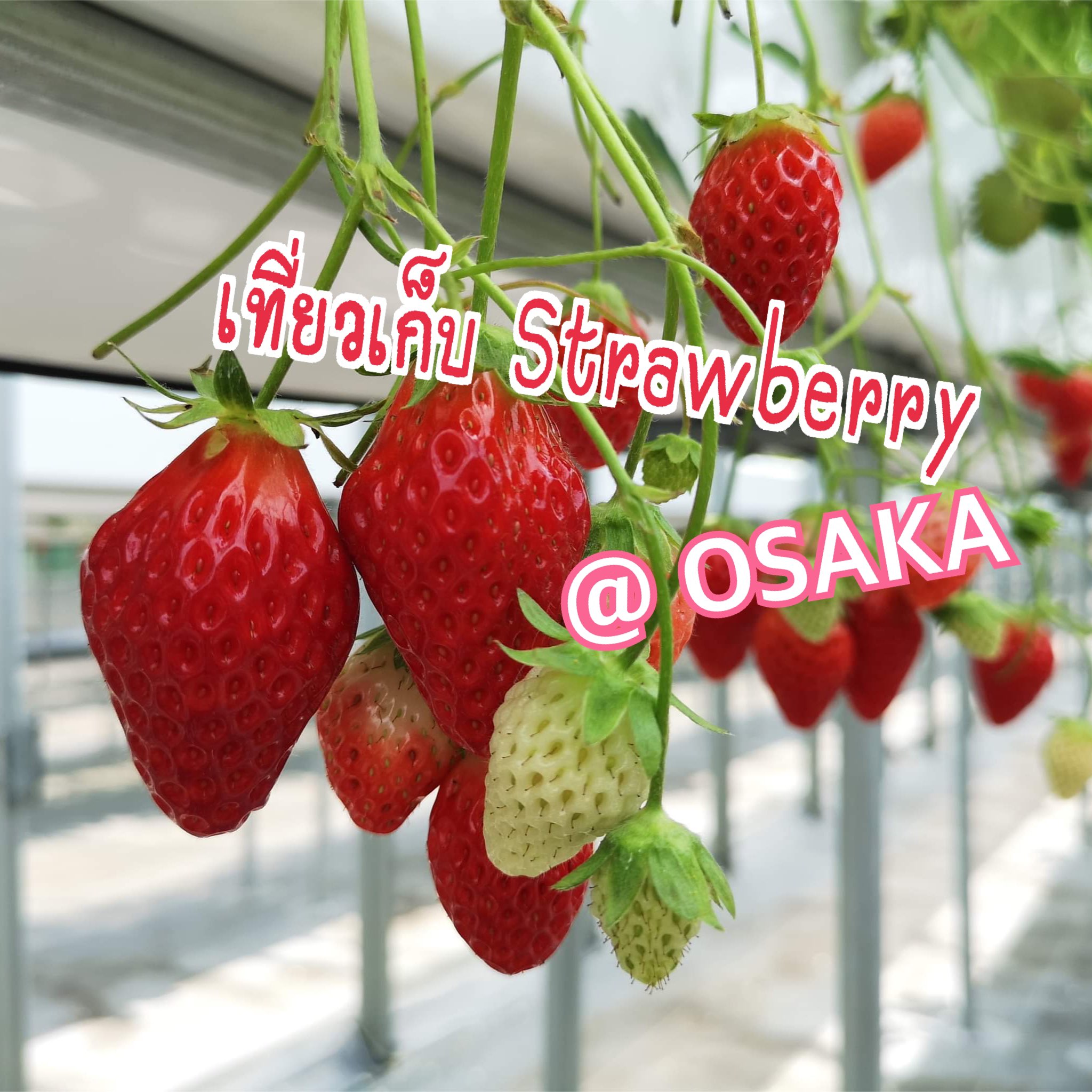大阪大莓农场
