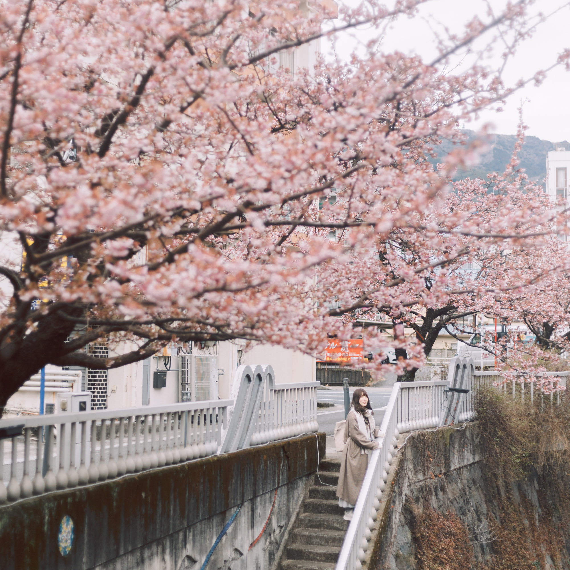 [静冈]“暖樱花”今年也盛开🌸