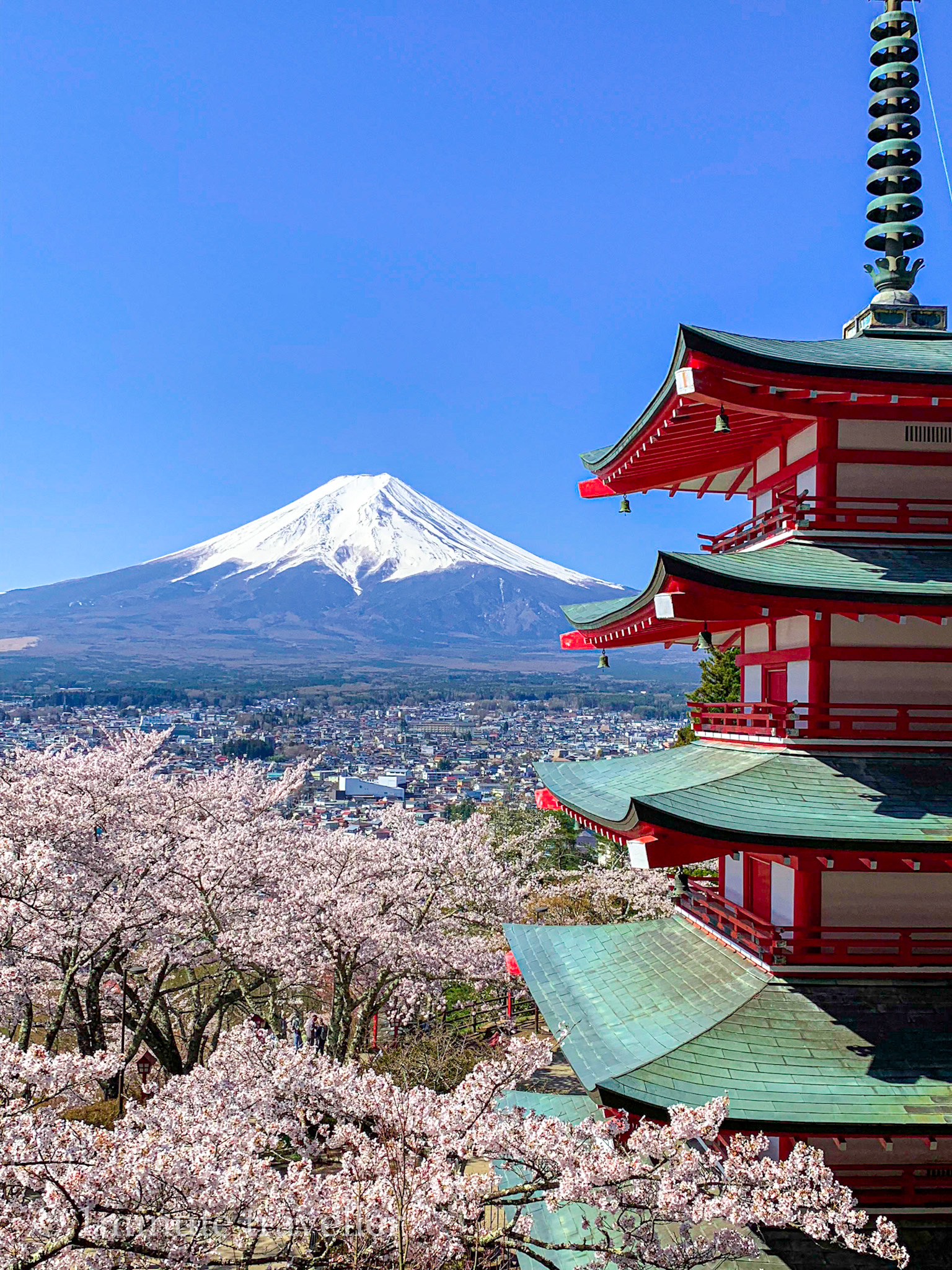 在人气超高的樱花景点新仓山浅间公园畅游赏樱景点