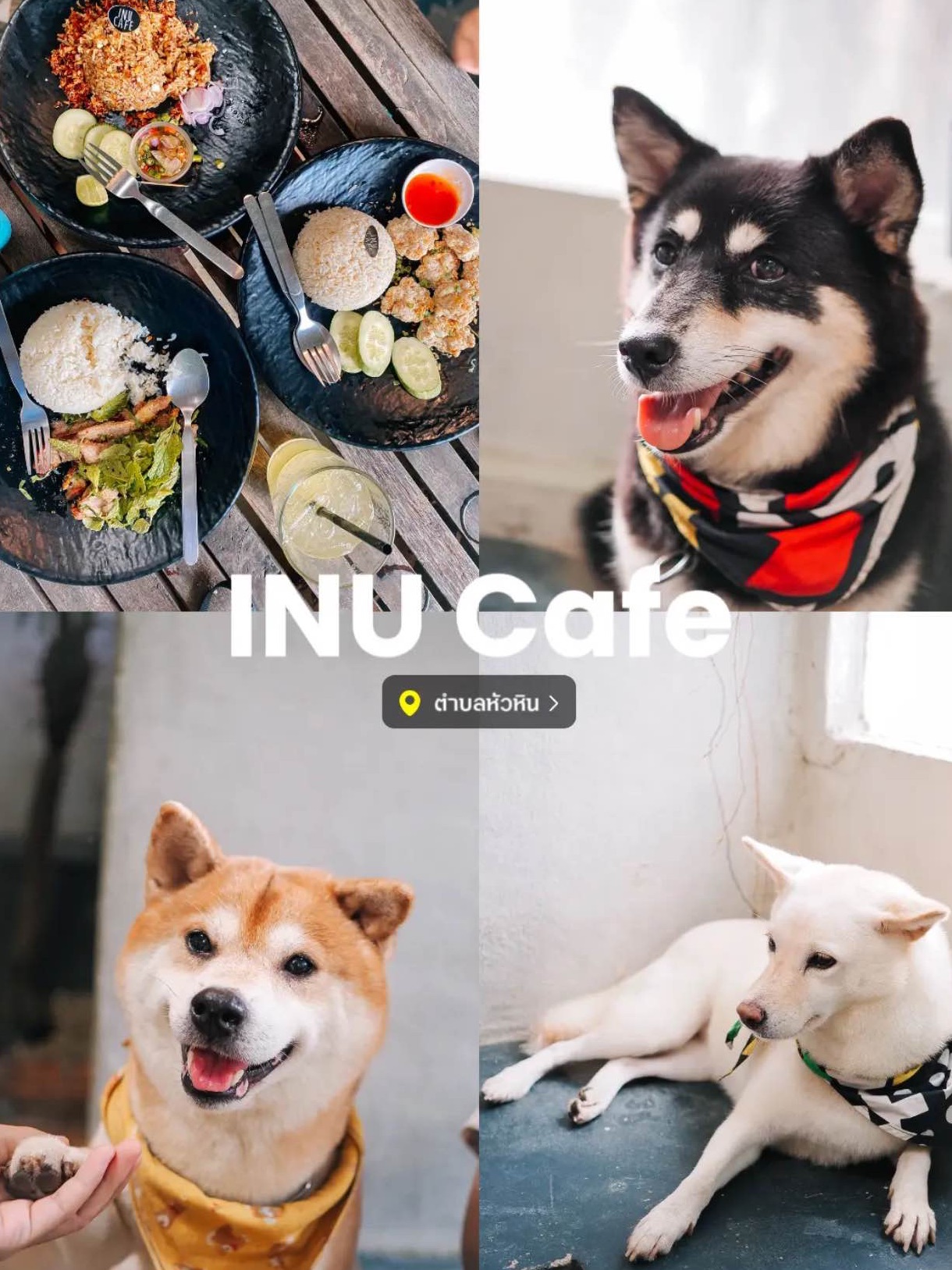 Inu Cafe | 华欣中心的 Shiba Dog Cafe