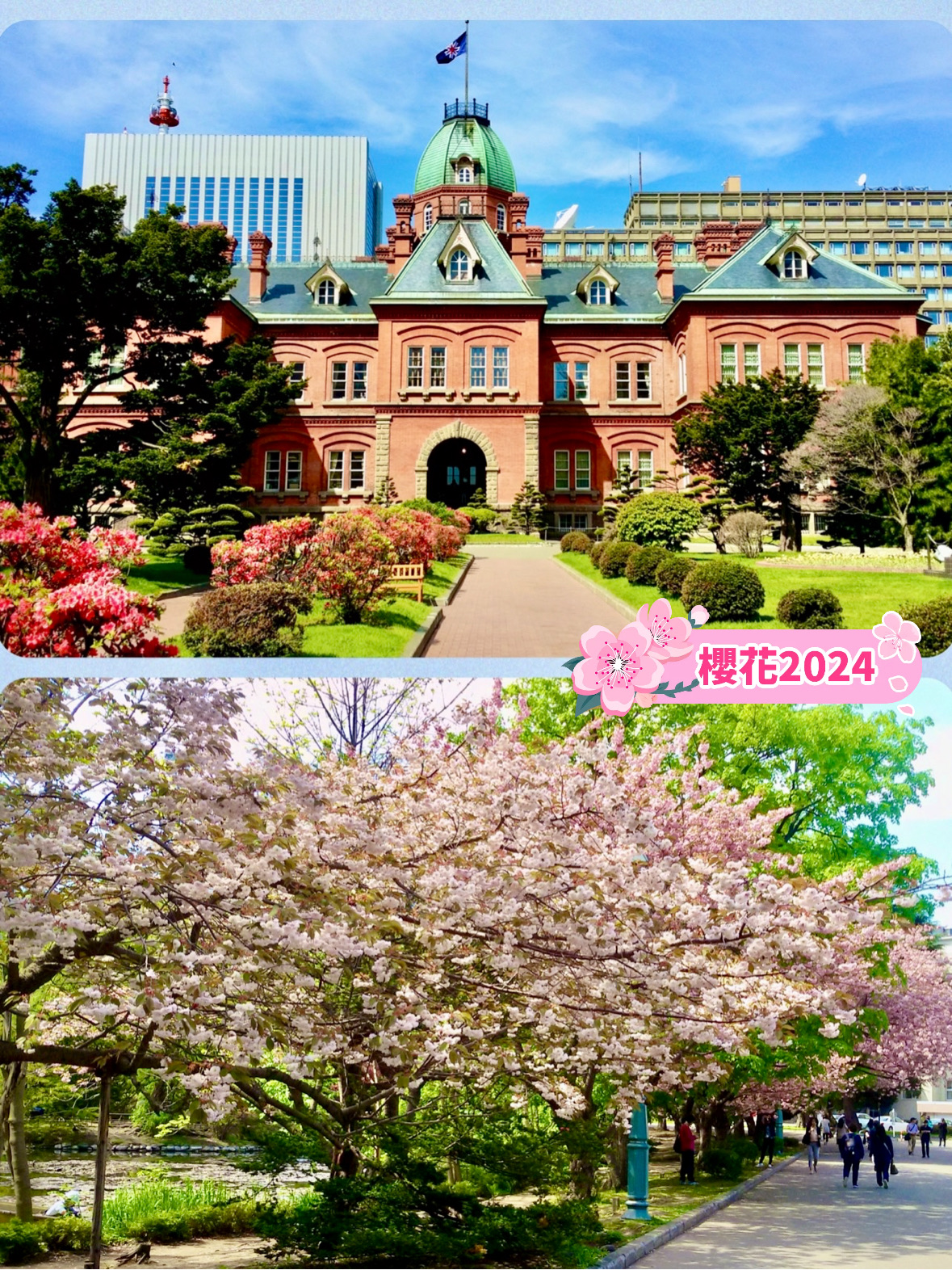 【北海道】北海道厅旧舍：历史与樱花之旅