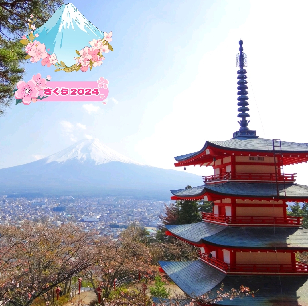富士山和山梨樱花🌸新仓山浅间公园