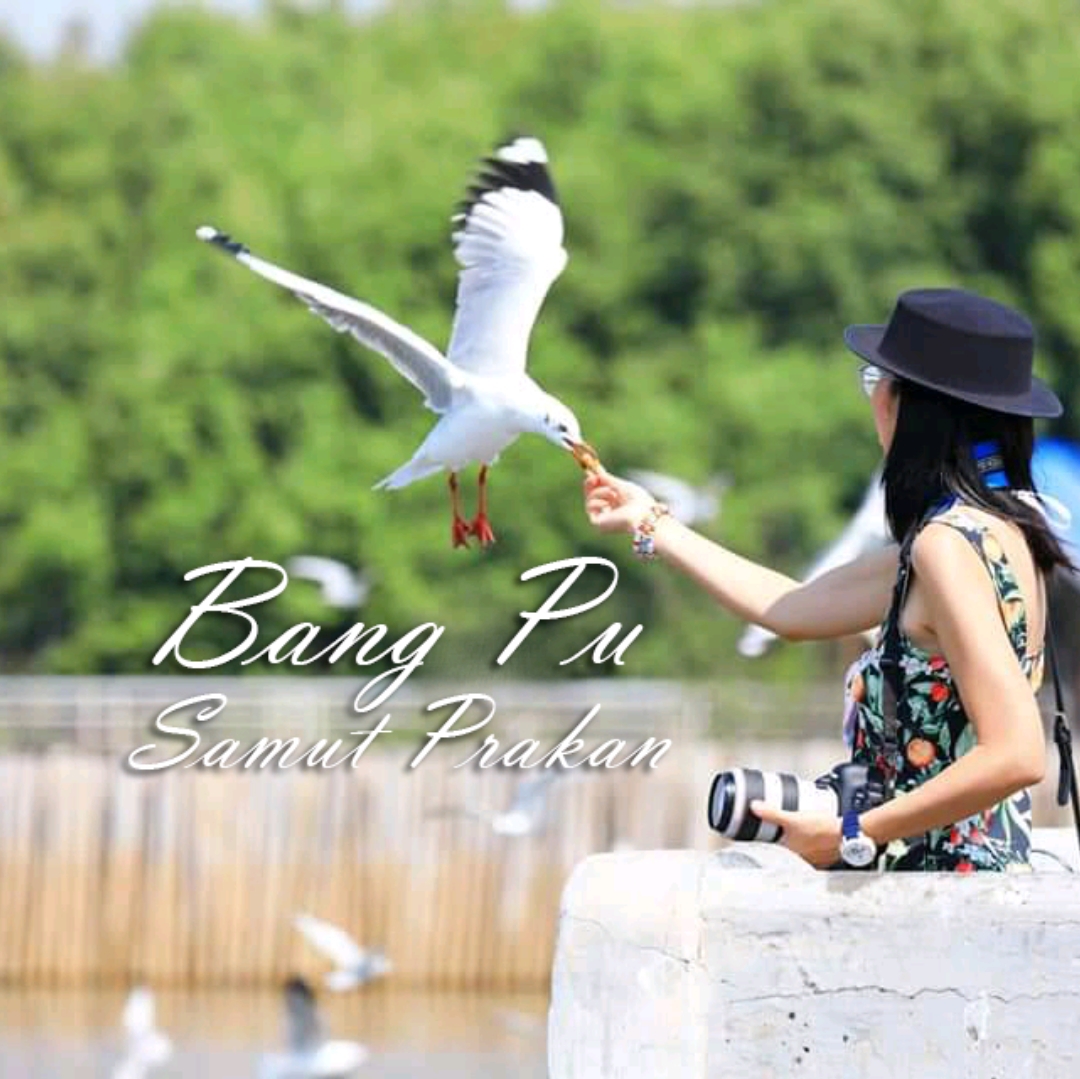 这个情人节,我们邀请我们在 Bang Pu喂海鸥。