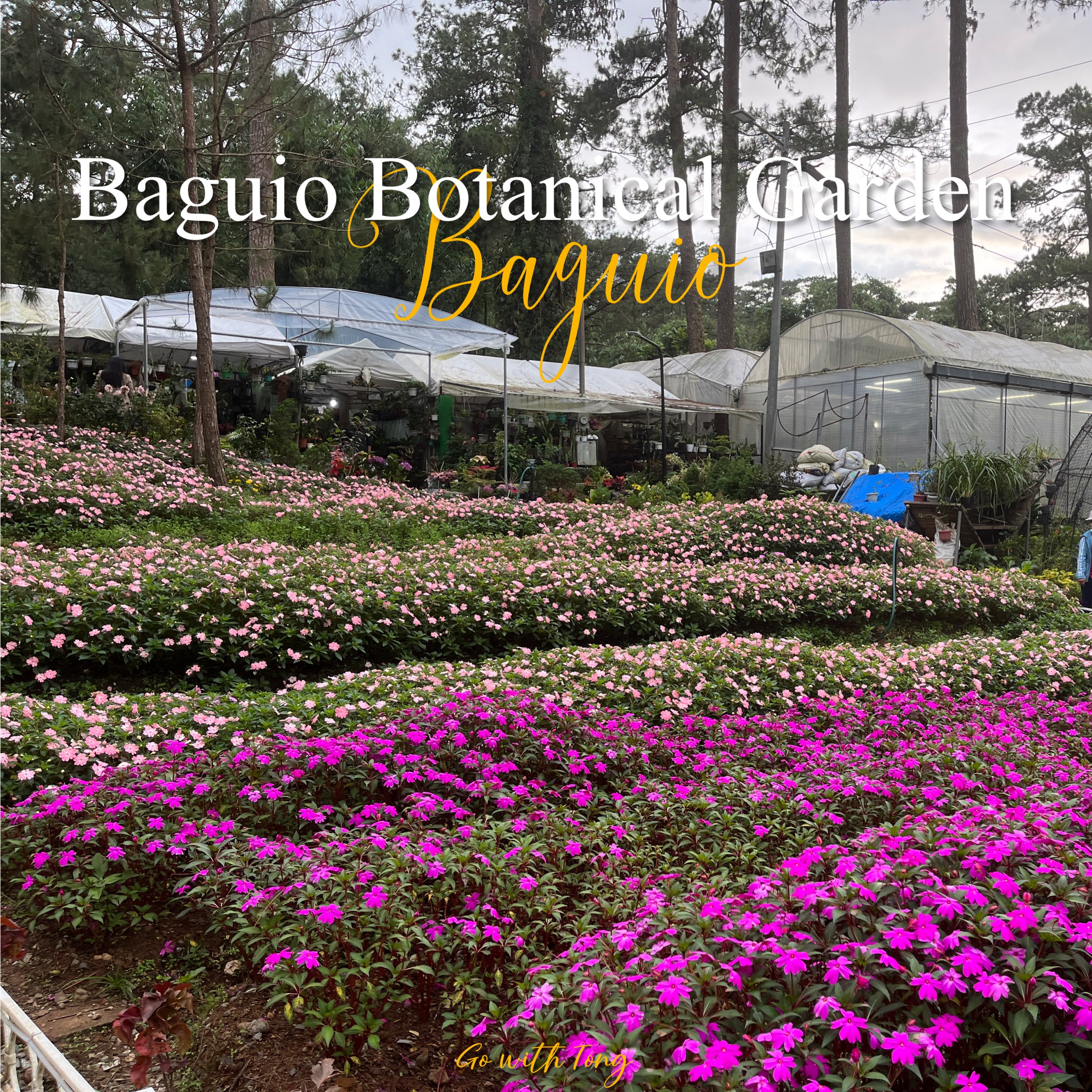 碧桂植物园|菲律宾🇵🇭
