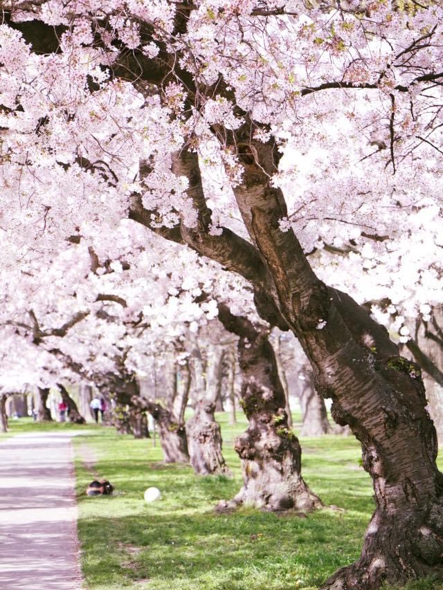 纽西兰🇳🇿南岛基督城｜Hagley Park 是看过最美的樱花
