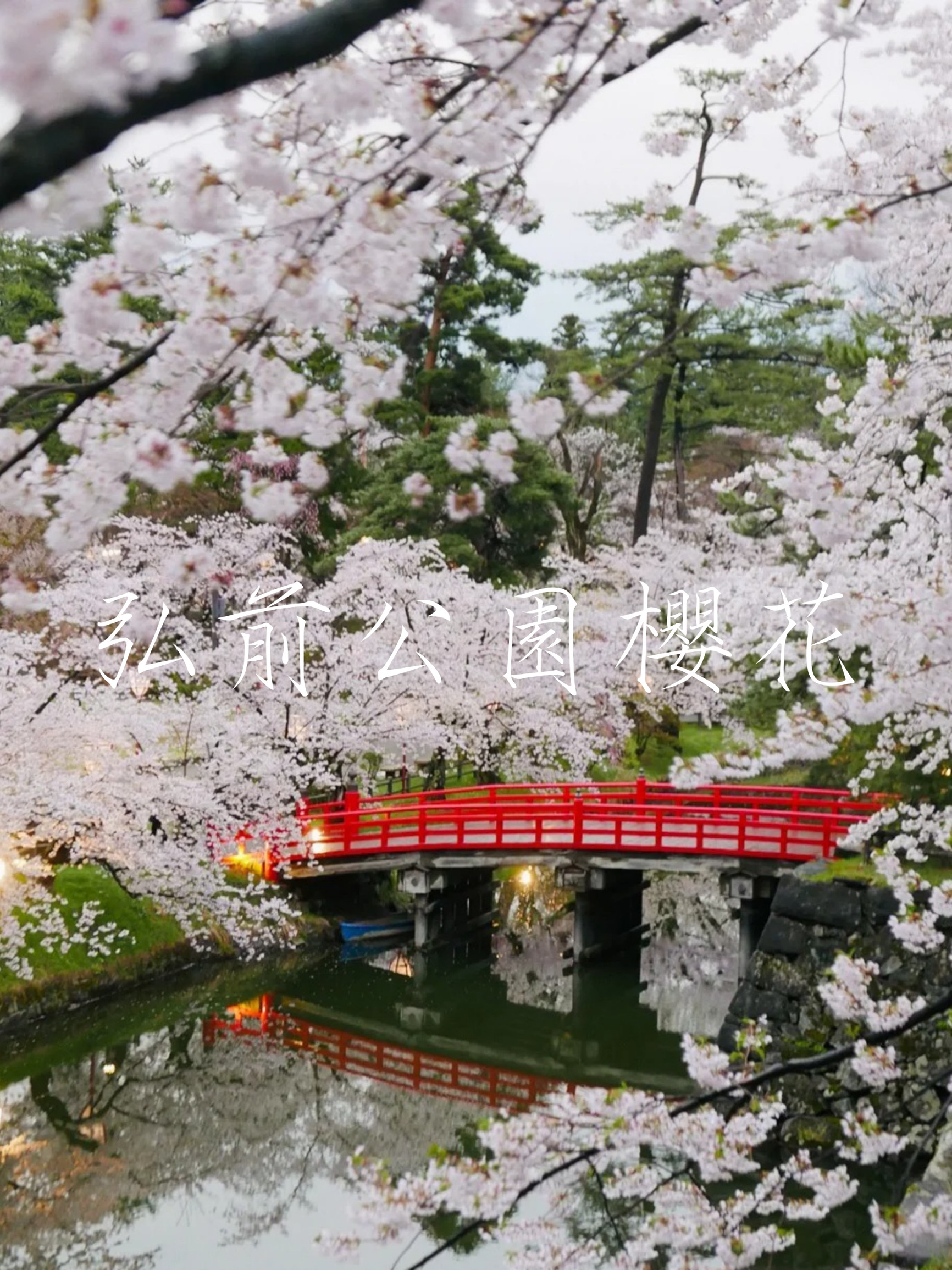 樱花仙境：弘前公园赏樱之旅，绚丽花海醉游人