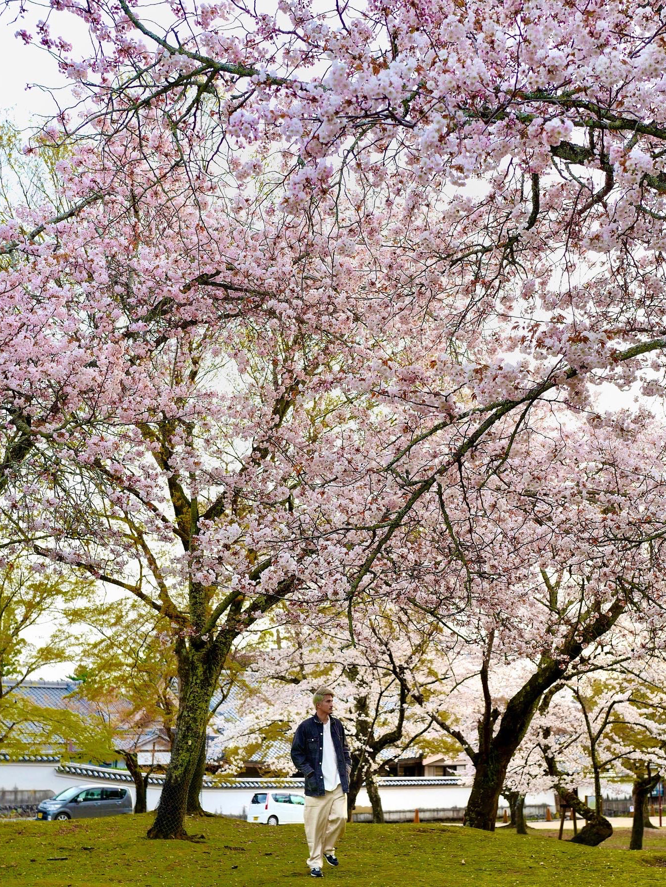 樱花季的奈良 真系好靓！