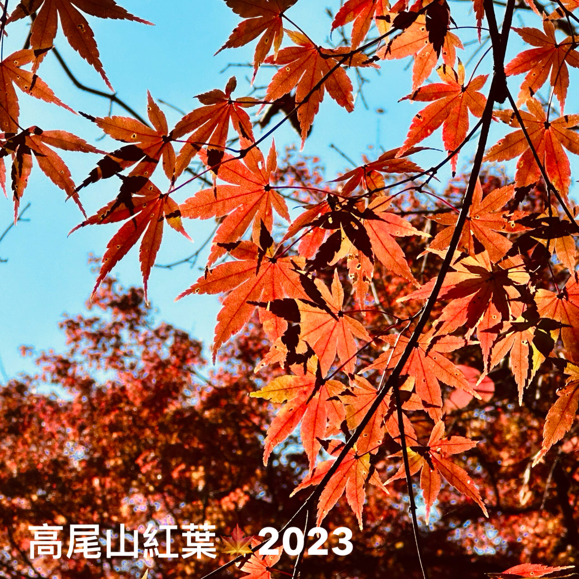 2023东京红叶实况