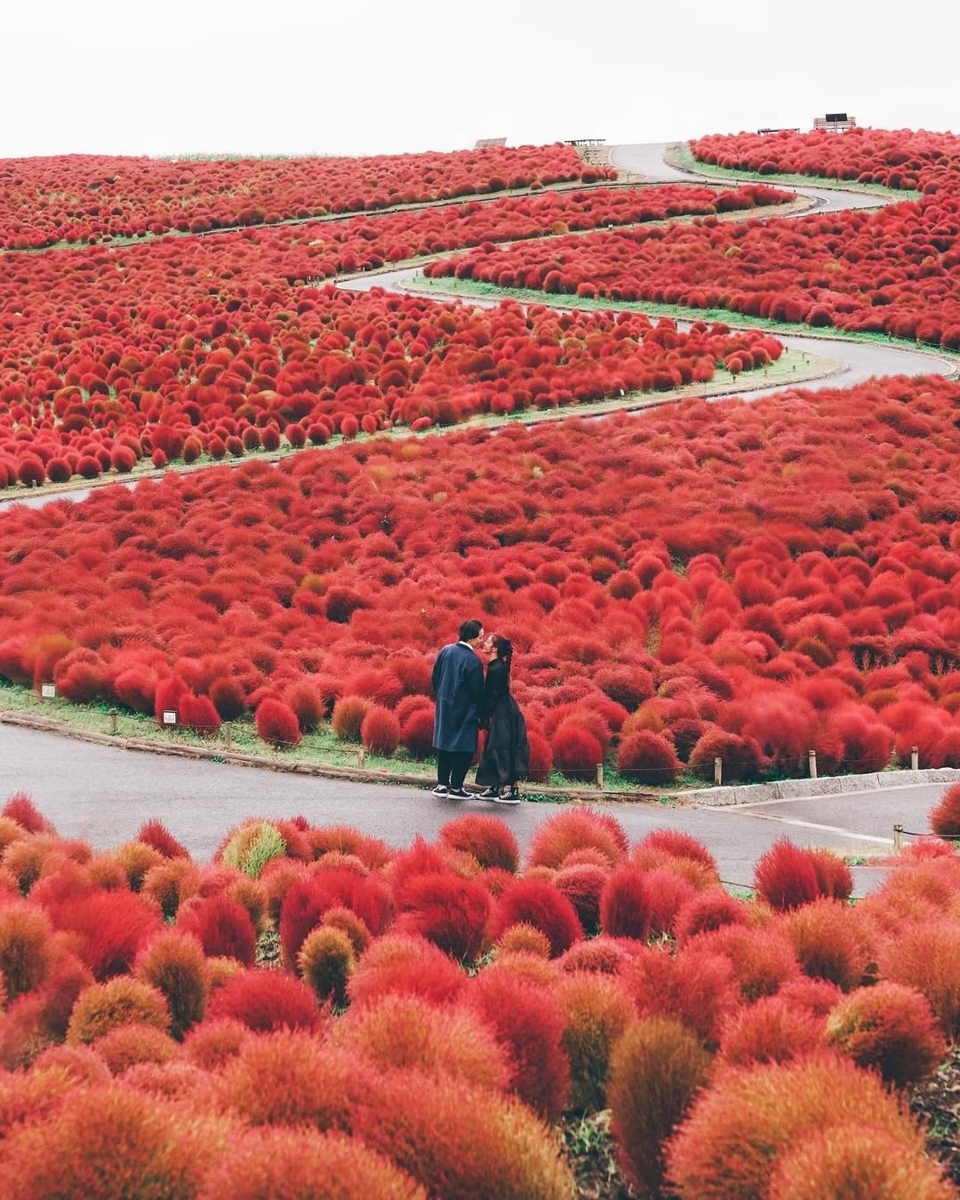 日本红色波波草海🌺茨城海边公园