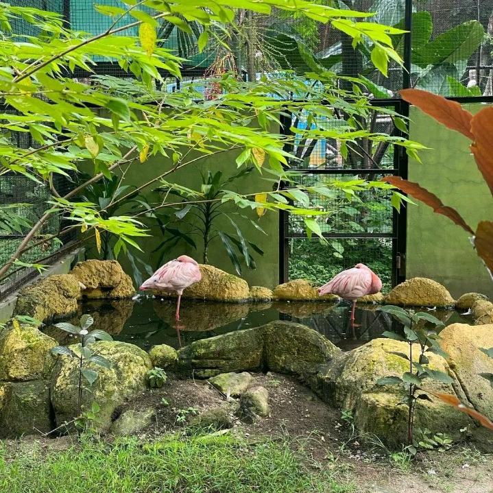 泗水动物园(KBS)