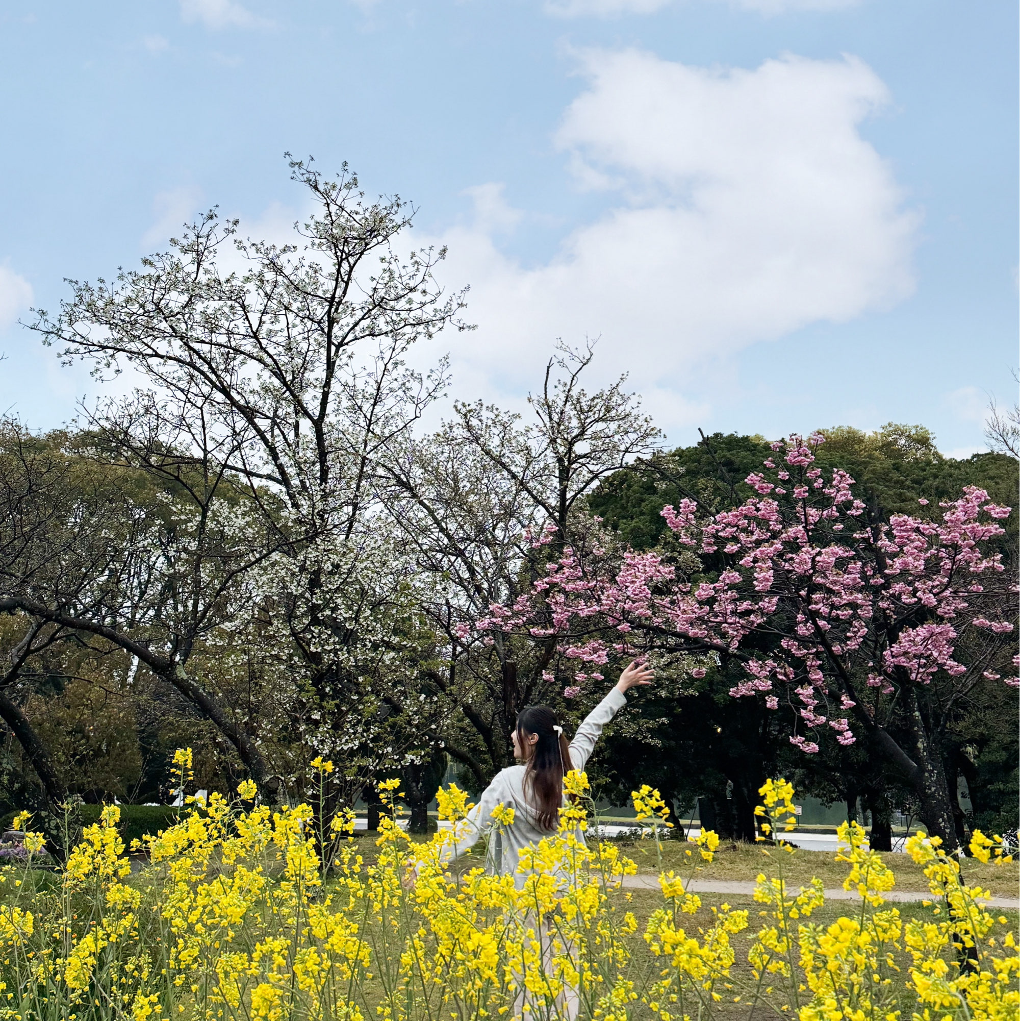 日本九州福冈｜赏樱好去处🌸有樱花活动‼️