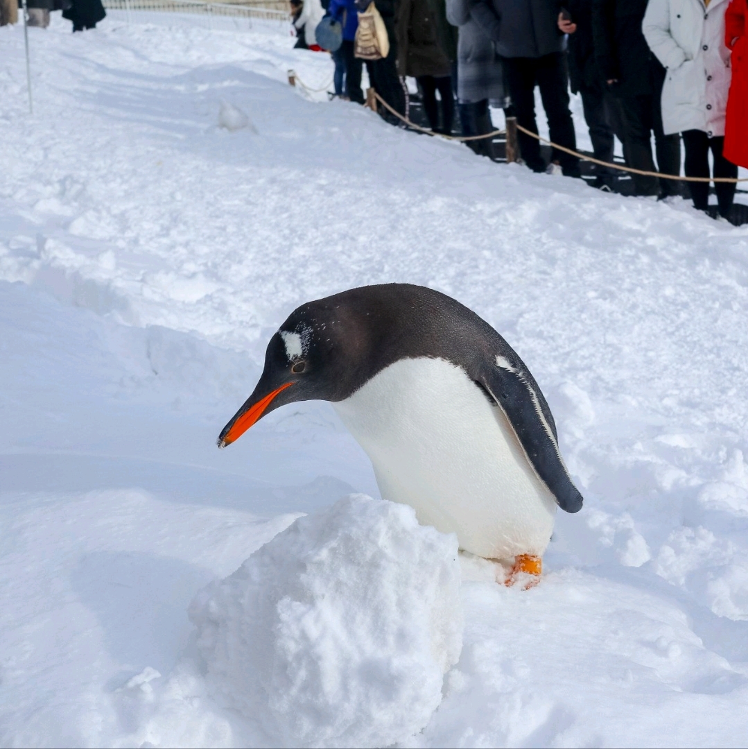 小樽水族馆,有可爱的企鹅在雪地里散步