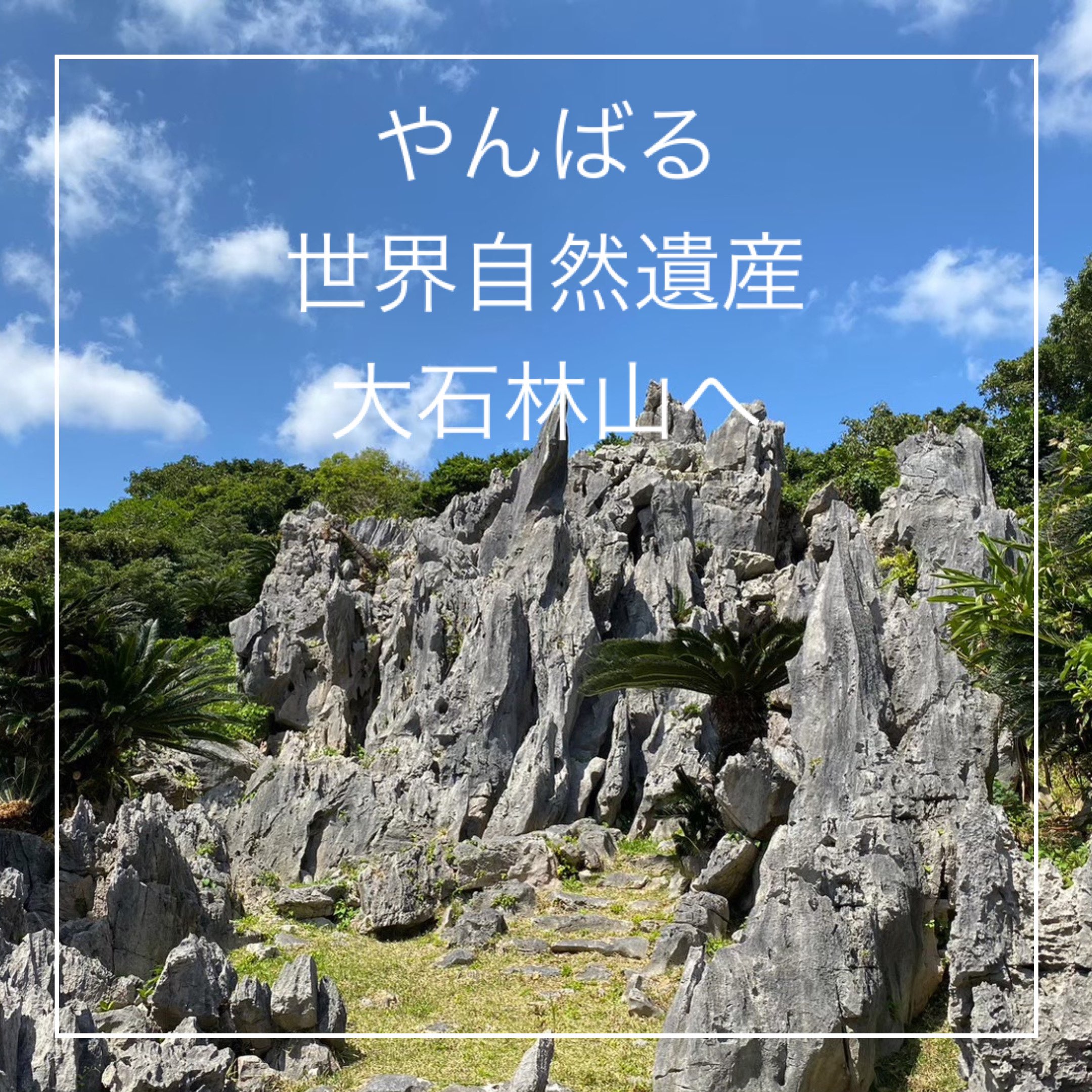 【冲绳县】山原世界自然遗产 大石林山!