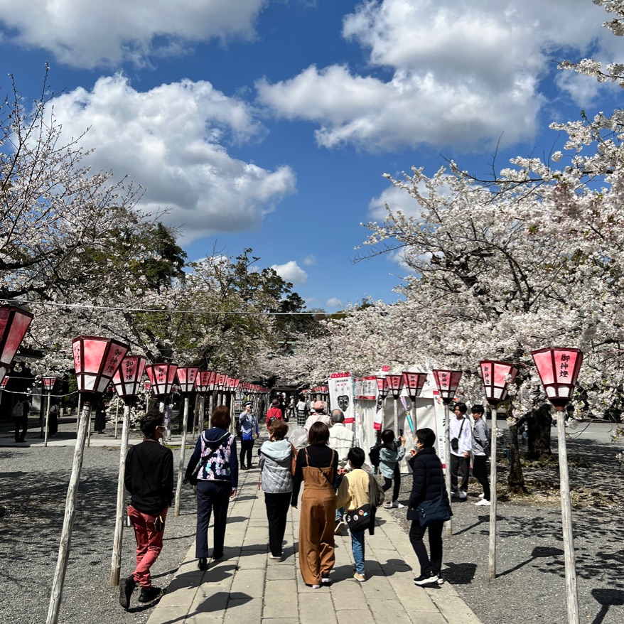 【静冈】三岛樱花盛开的美丽区域