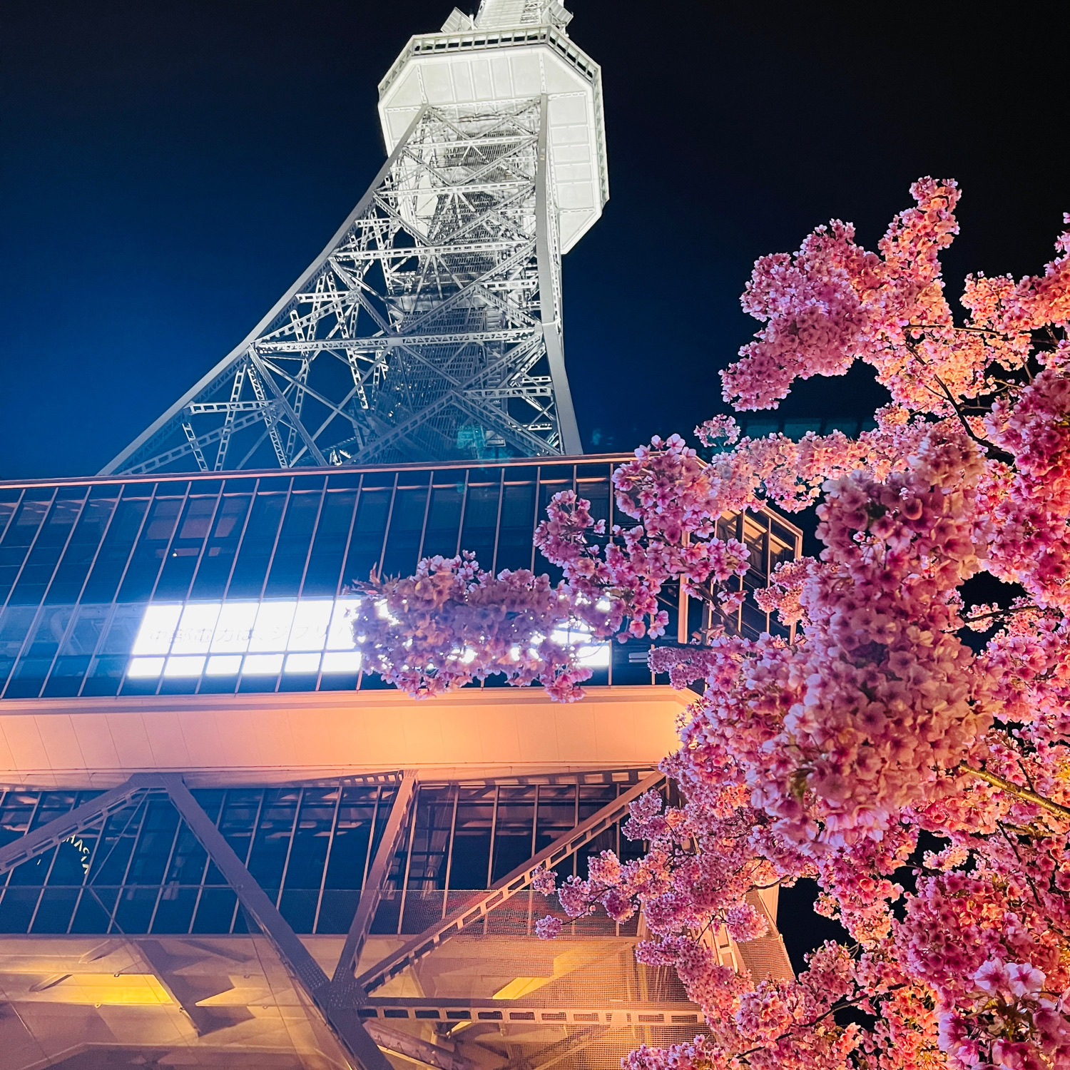名古屋夜景与樱花艺术的都市赏樱体验🌸🌸🌸