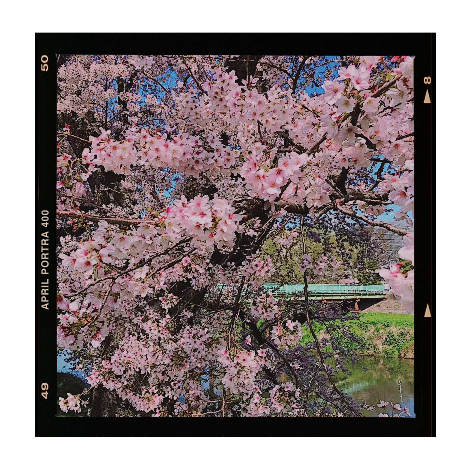 [日和山公园]樱花🌸共度美好的时光