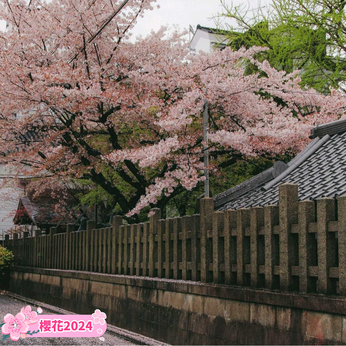 🌸日本赏樱季，最不可以错过的景点