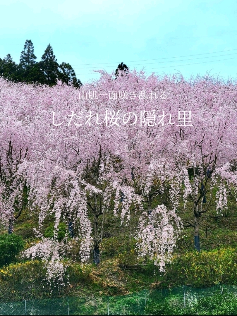 【德岛县】垂枝樱花,在当地人气的隐蔽景点!