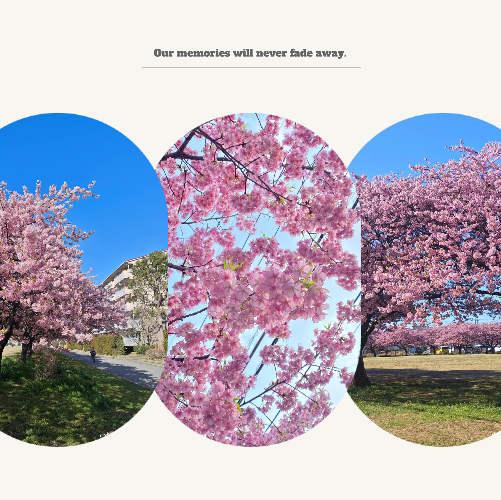 【横滨山下公园】赏樱必去景点