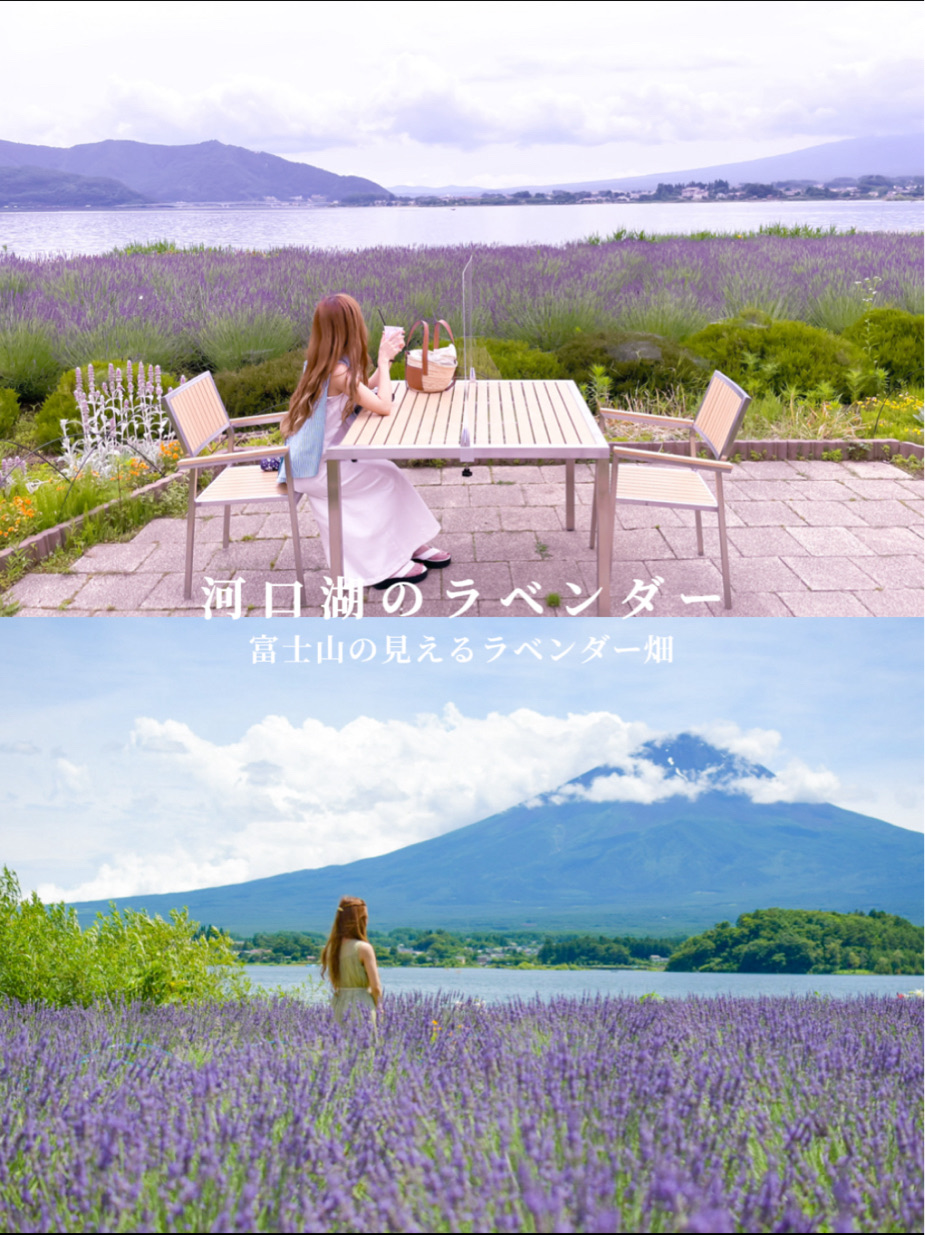 【河口湖】薰衣草和富士山的绝景景点